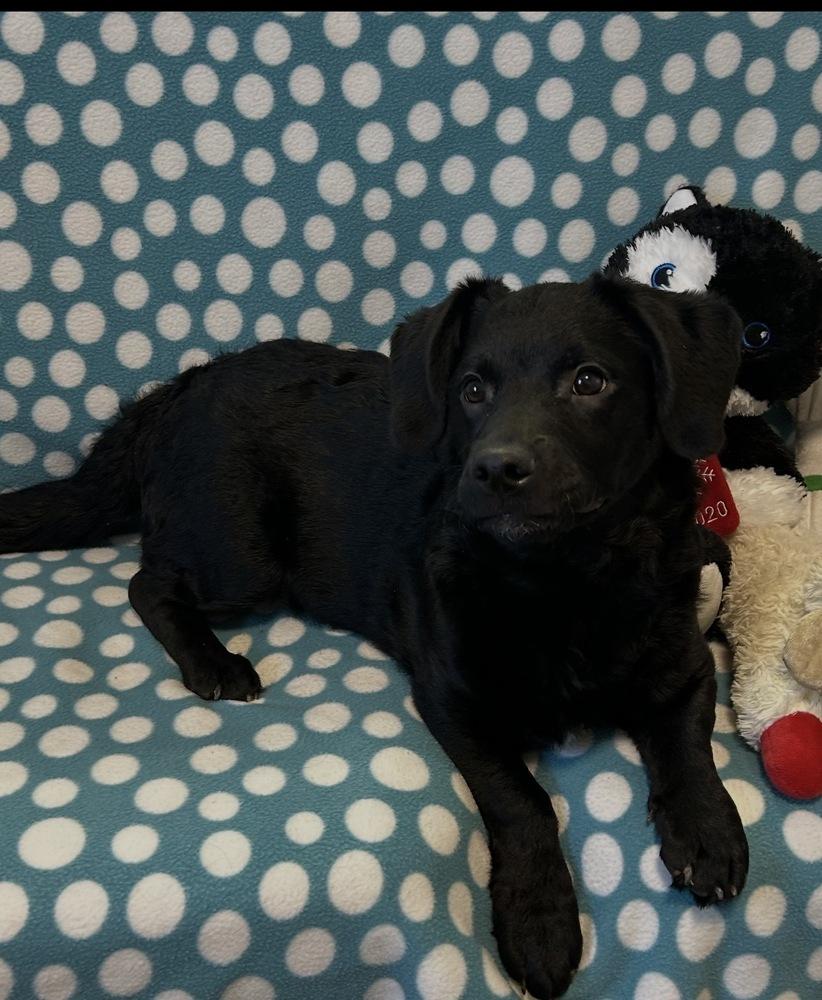 Ross, Adoptable, Young Male Labrador Retriever.