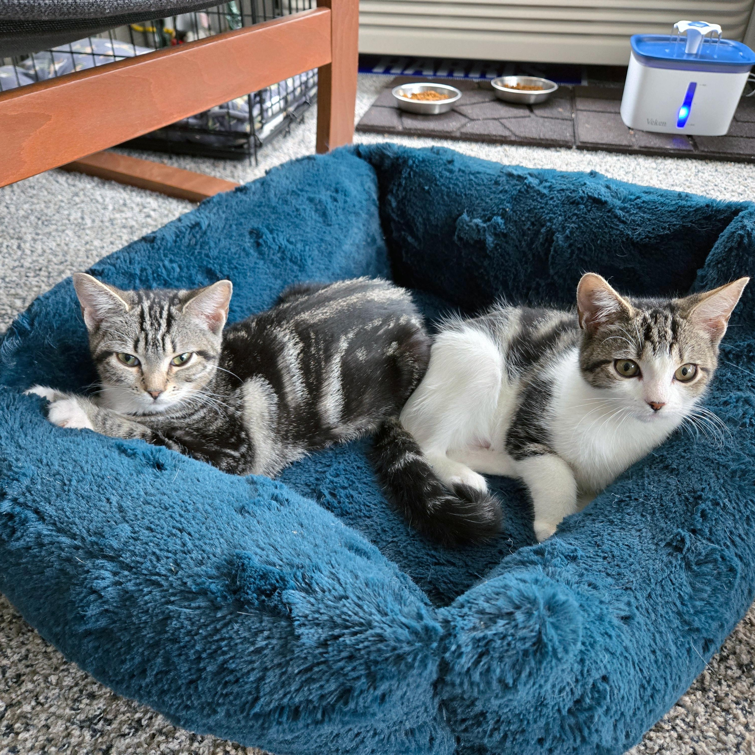 Enlarge Manuela, a ADOPTABLE Domestic Short Hair in Apex, NC image 3/5