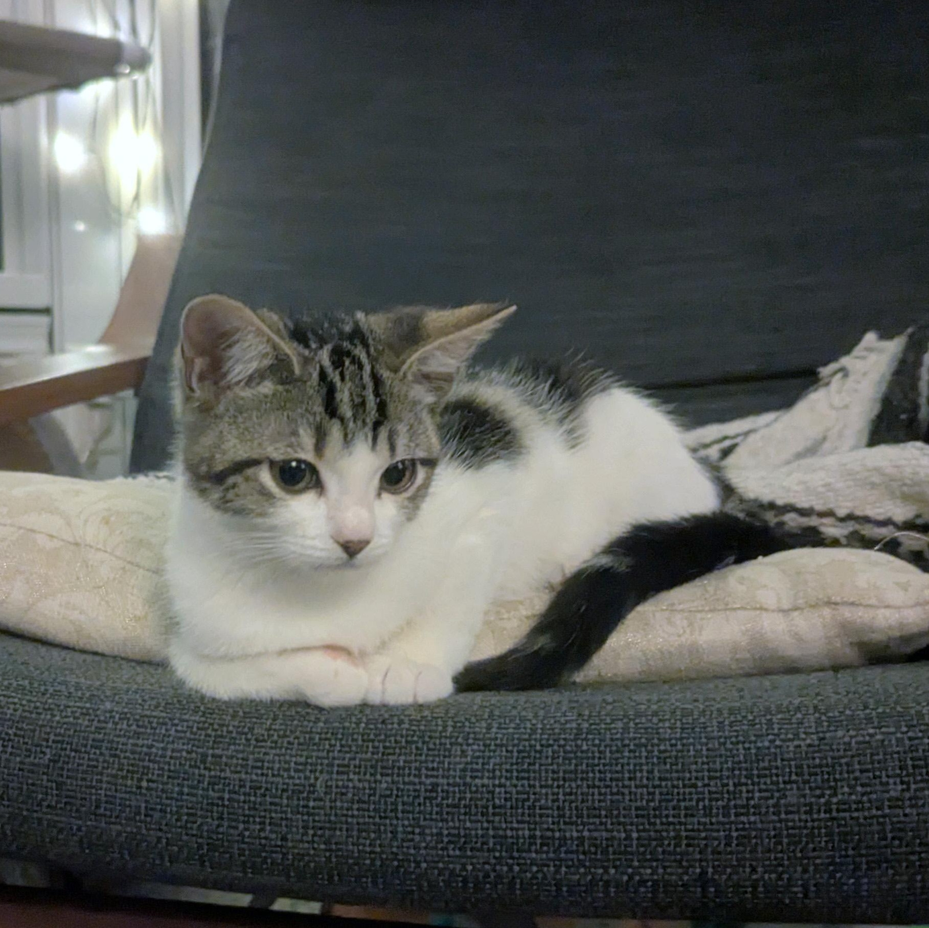 Enlarge Manuela, a ADOPTABLE Domestic Short Hair in Apex, NC image 1/5