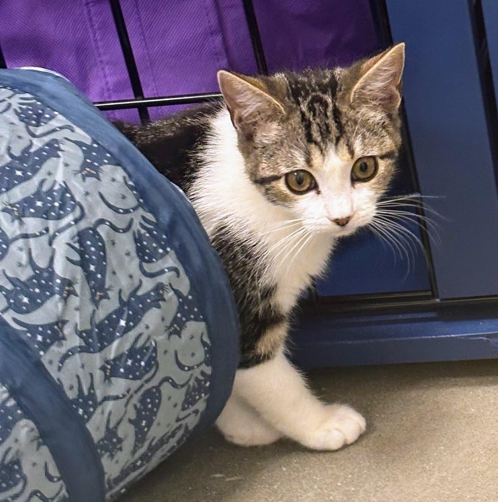 Manuela, ADOPTABLE, Kitten Female Domestic Short Hair.