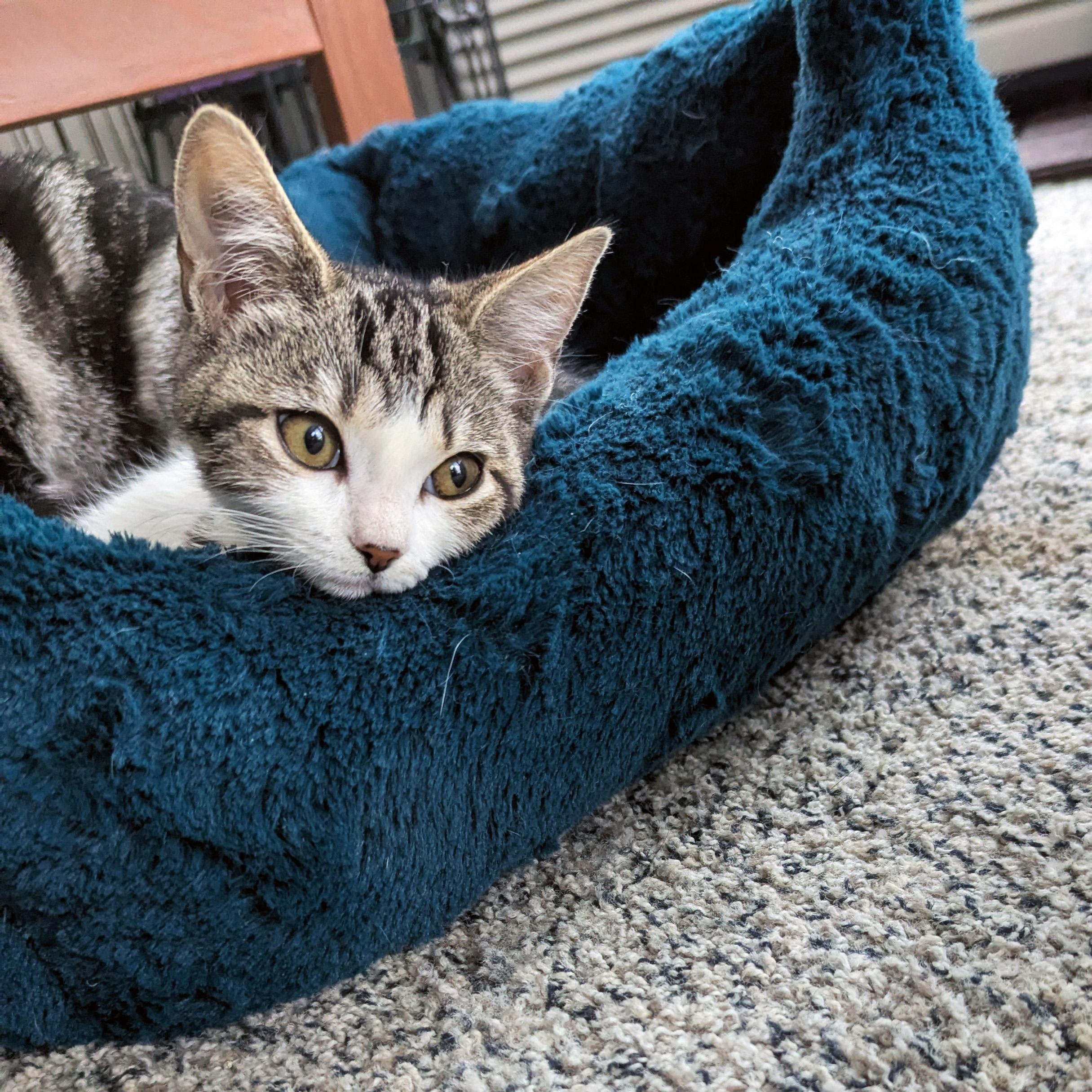 Enlarge Manuela, a ADOPTABLE Domestic Short Hair in Apex, NC image 5/5