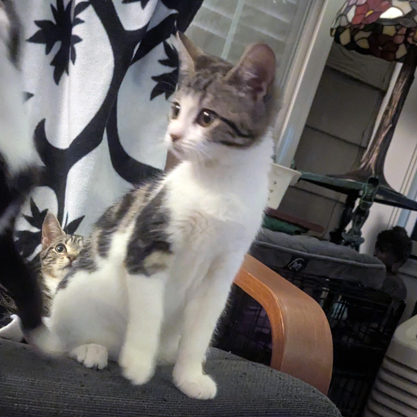 Enlarge Manuela, a ADOPTABLE Domestic Short Hair in Apex, NC image 4/5