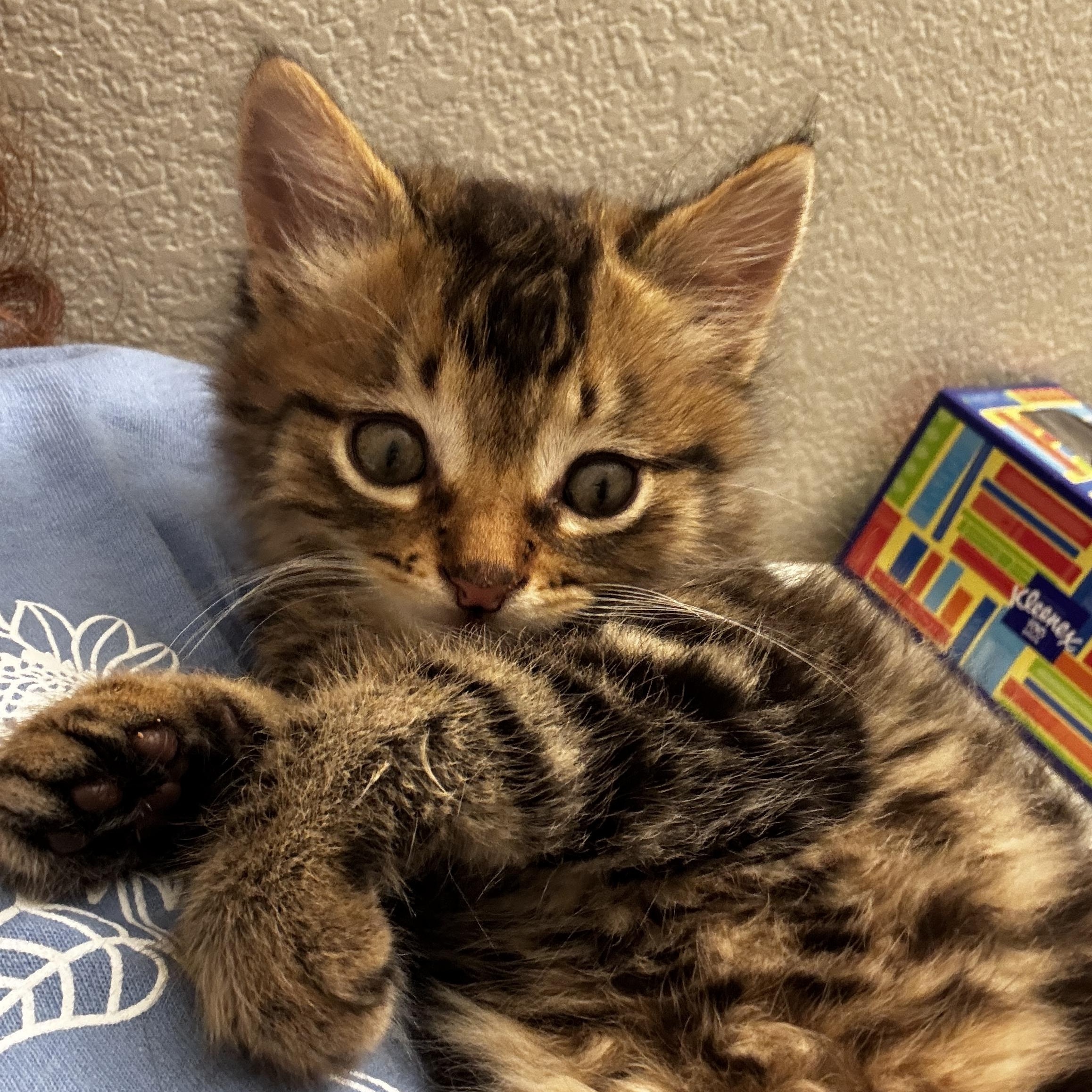 Toast, an adoption pending Domestic Short Hair in Davis, CA image 6/6
