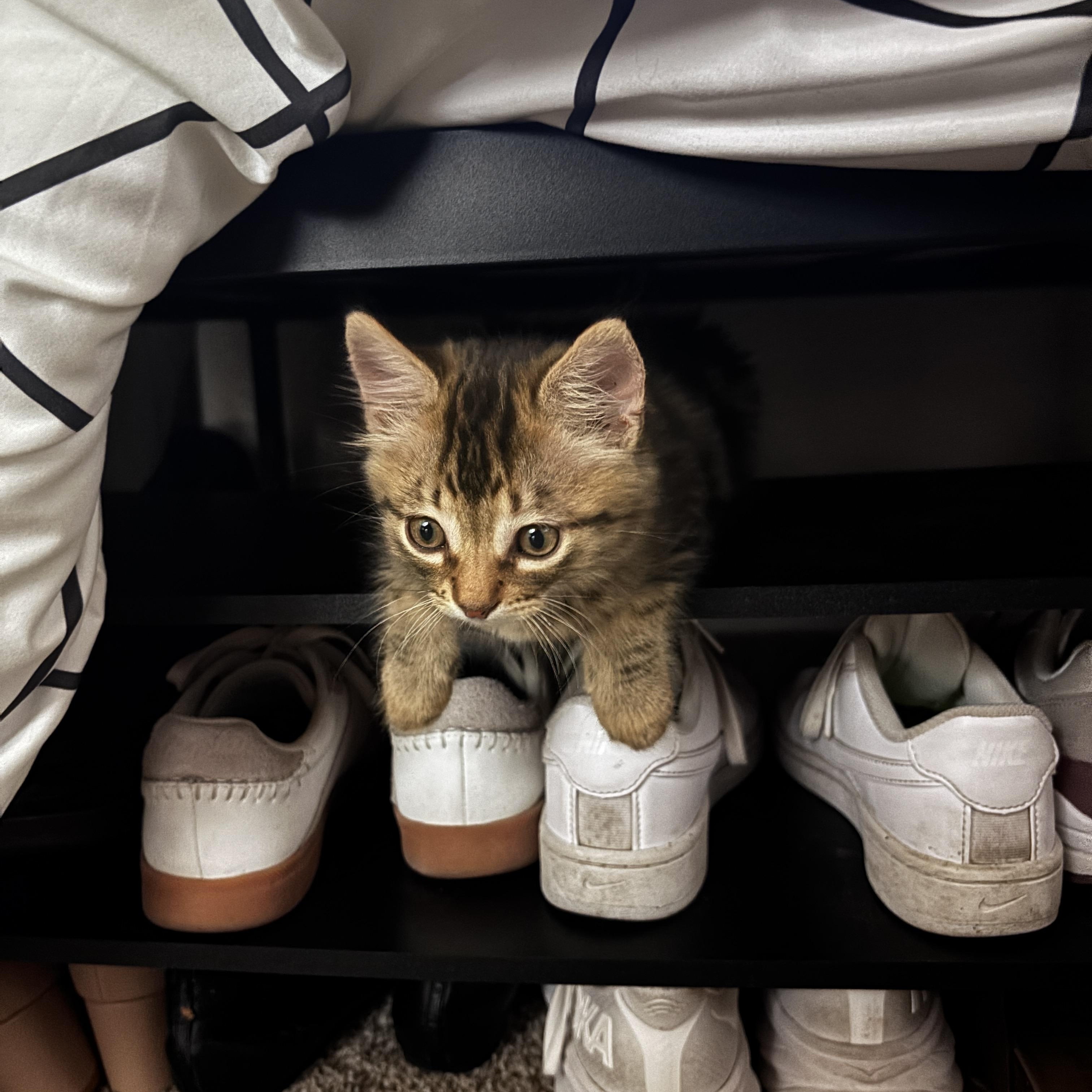 Toast, an adoption pending Domestic Short Hair in Davis, CA image 1/6