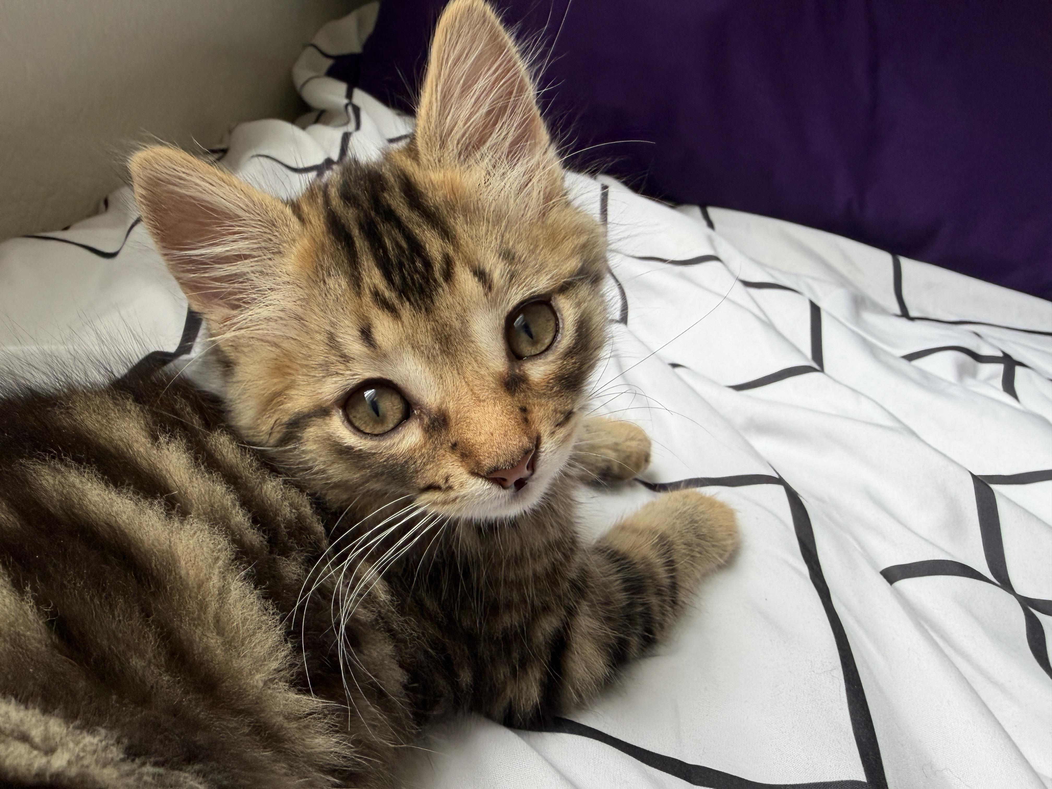 Toast, an adoption pending Domestic Short Hair in Davis, CA image 2/6