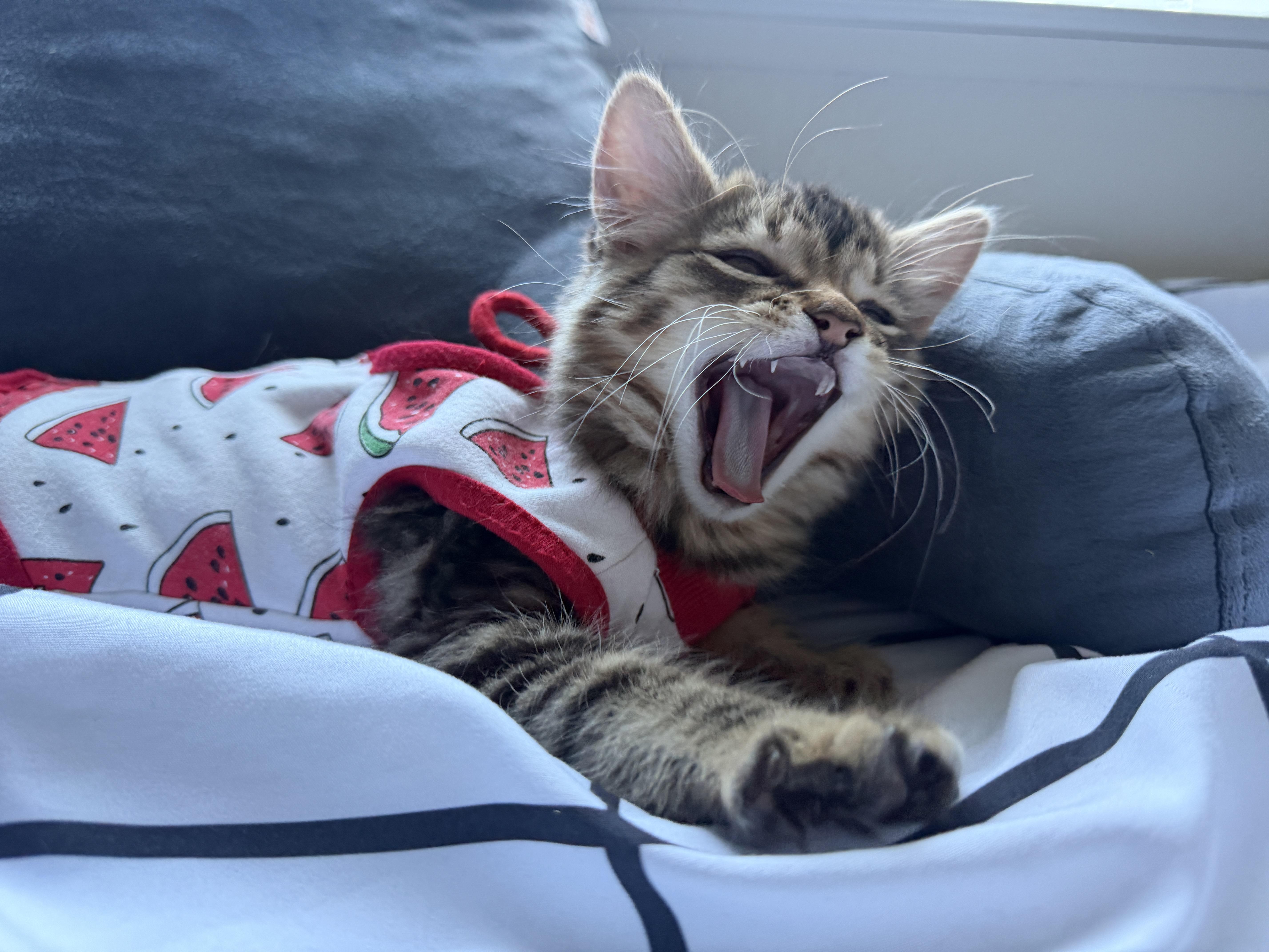 Toast, an adoption pending Domestic Short Hair in Davis, CA image 5/6