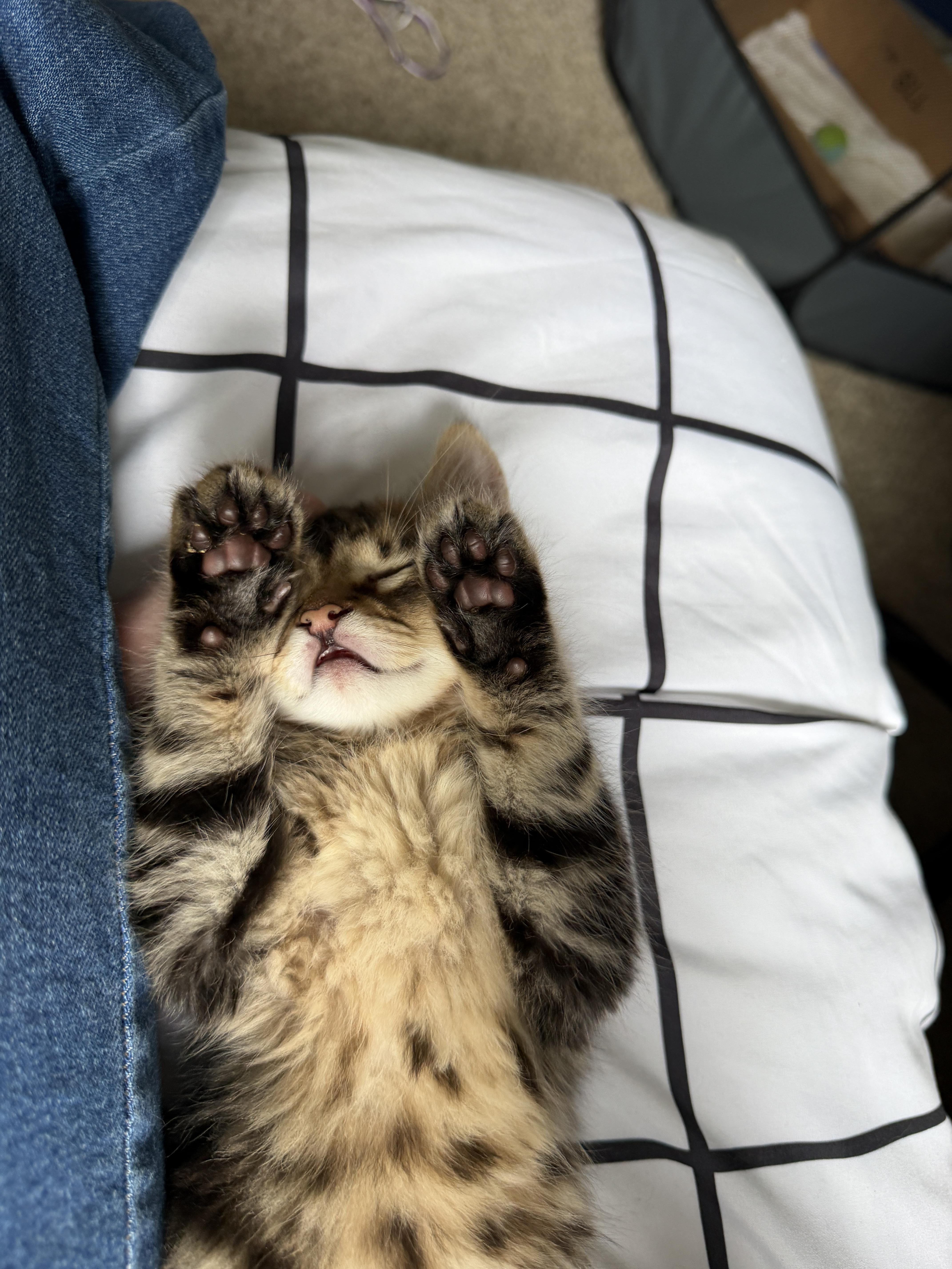 Toast, an adoption pending Domestic Short Hair in Davis, CA image 4/6