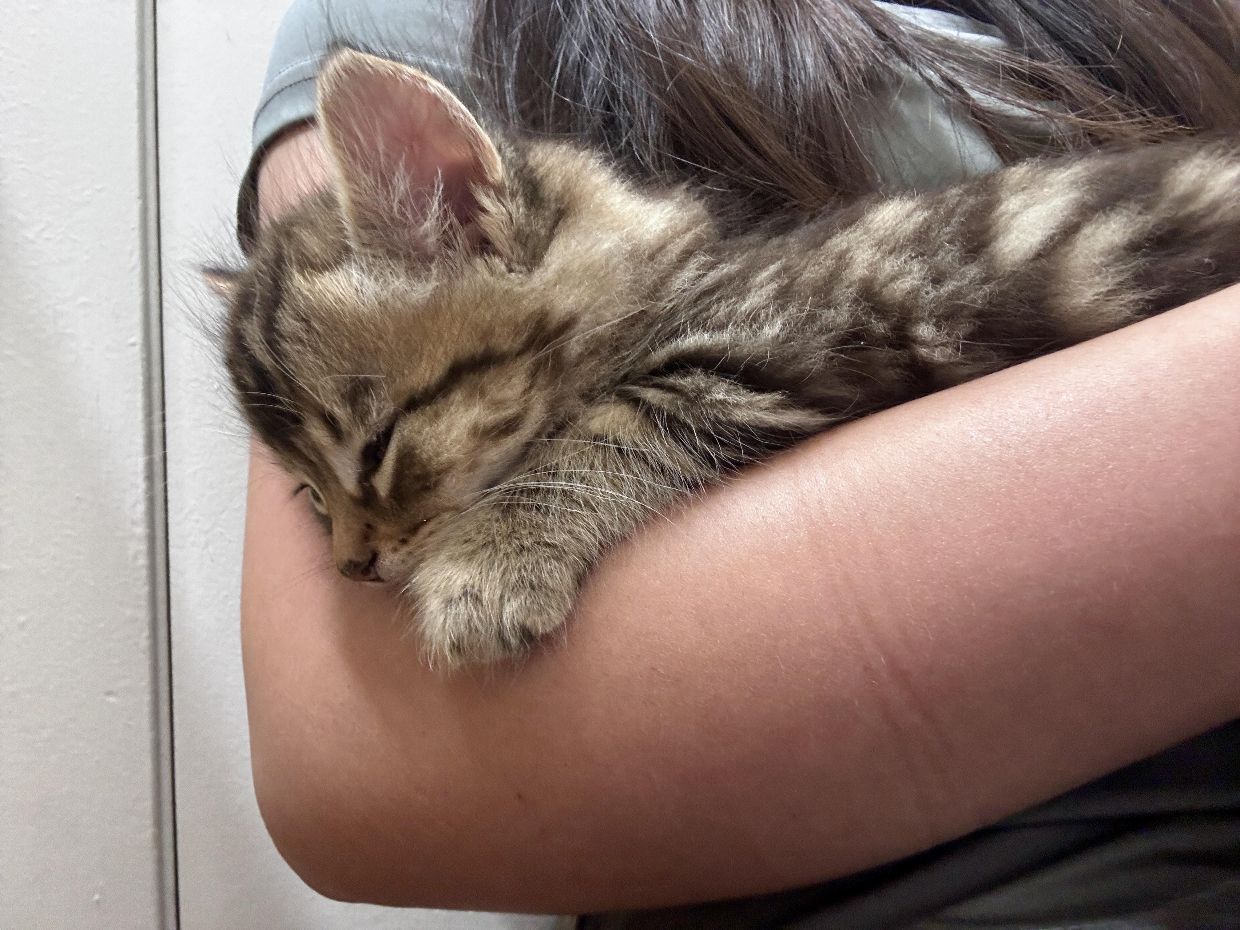Toast, an adoption pending Domestic Short Hair in Davis, CA image 3/6