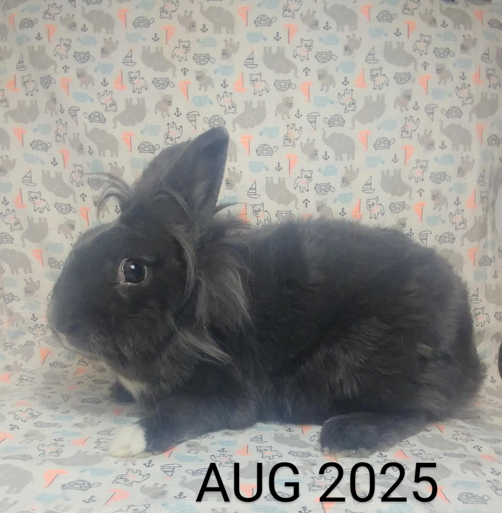 Stardust, Adoptable, Adult Female Lionhead & Dutch.