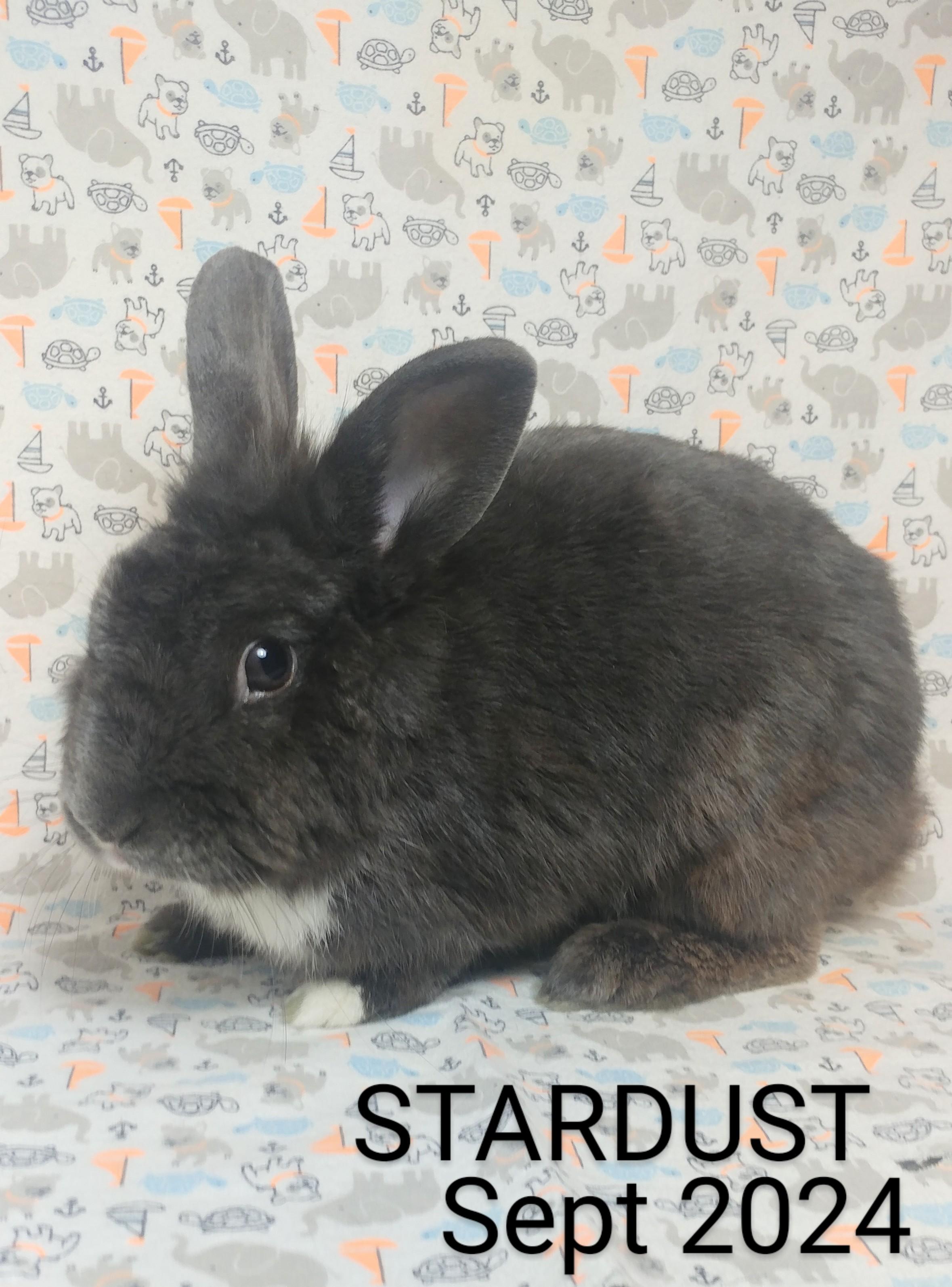 Stardust, a Adoptable mixed breed in Lake Elsinore, CA image 3/5