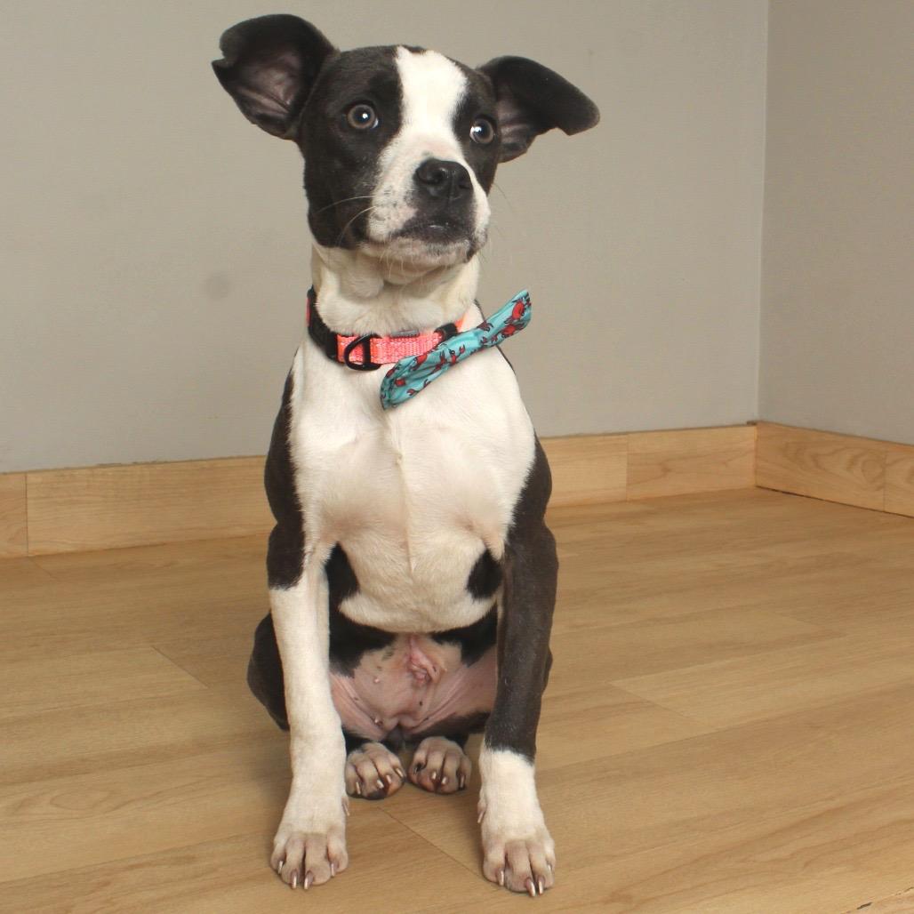 Enlarge Maddi D67403, a Adoptable mixed breed in Minnetonka, MN image 1/3