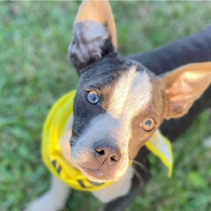 Enlarge Maddi D67403, a Adoptable mixed breed in Minnetonka, MN image 2/3