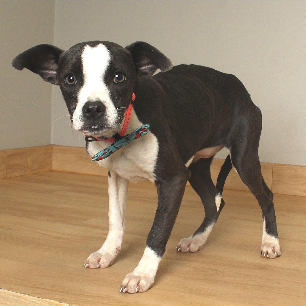 Enlarge Maddi D67403, a Adoptable mixed breed in Minnetonka, MN image 3/3