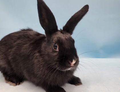 Enlarge Michael, a Adoptable Havana in Golden Valley, MN image 1/1