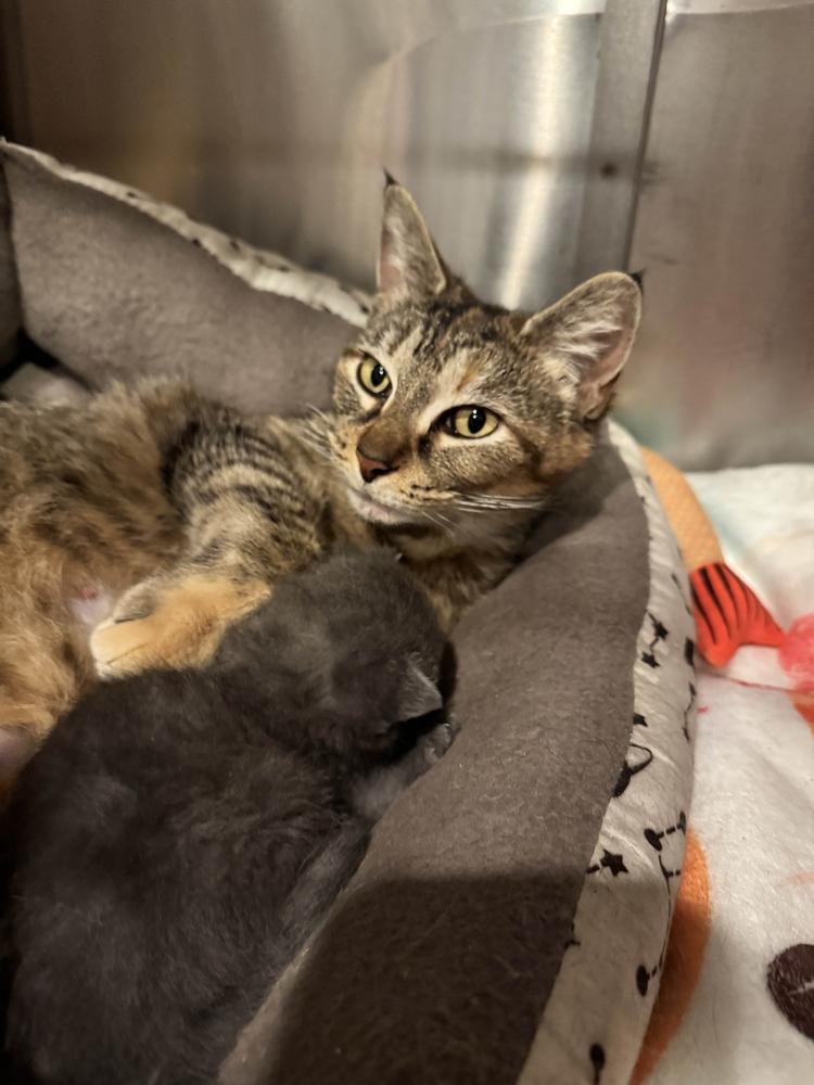 Enlarge Alley, a Adoptable mixed breed in Grand Rapids, MI image 1/6