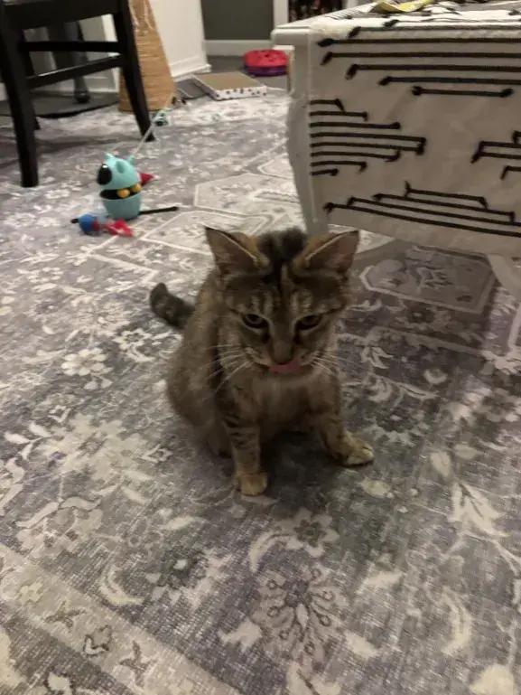 Alley, Adoptable, Adult Female Domestic Short Hair.