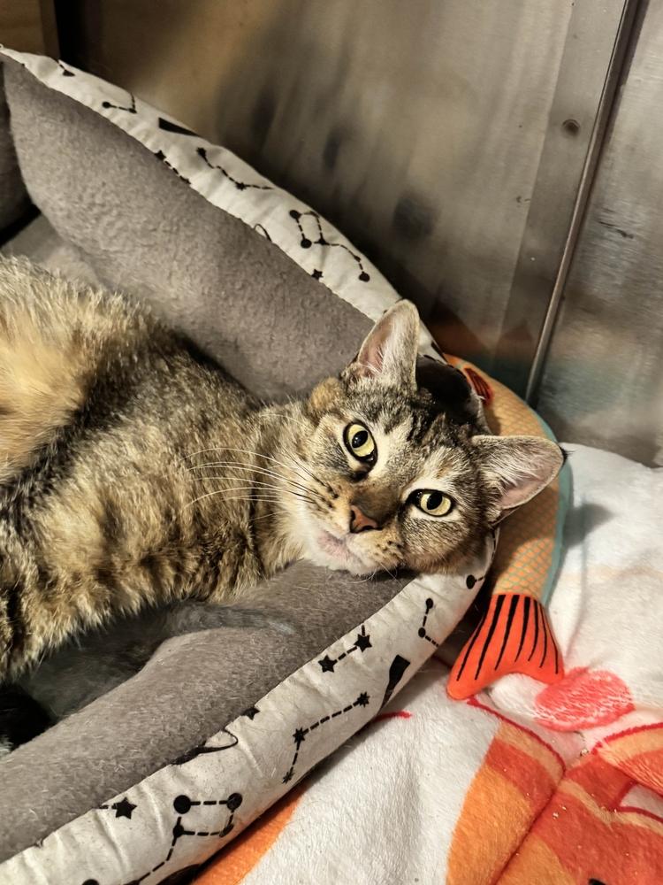 Enlarge Alley, a Adoptable mixed breed in Grand Rapids, MI image 2/6