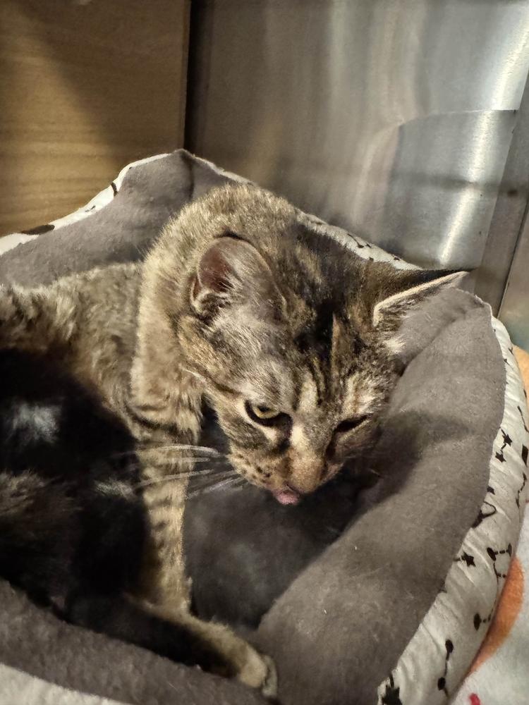 Enlarge Alley, a Adoptable mixed breed in Grand Rapids, MI image 3/6