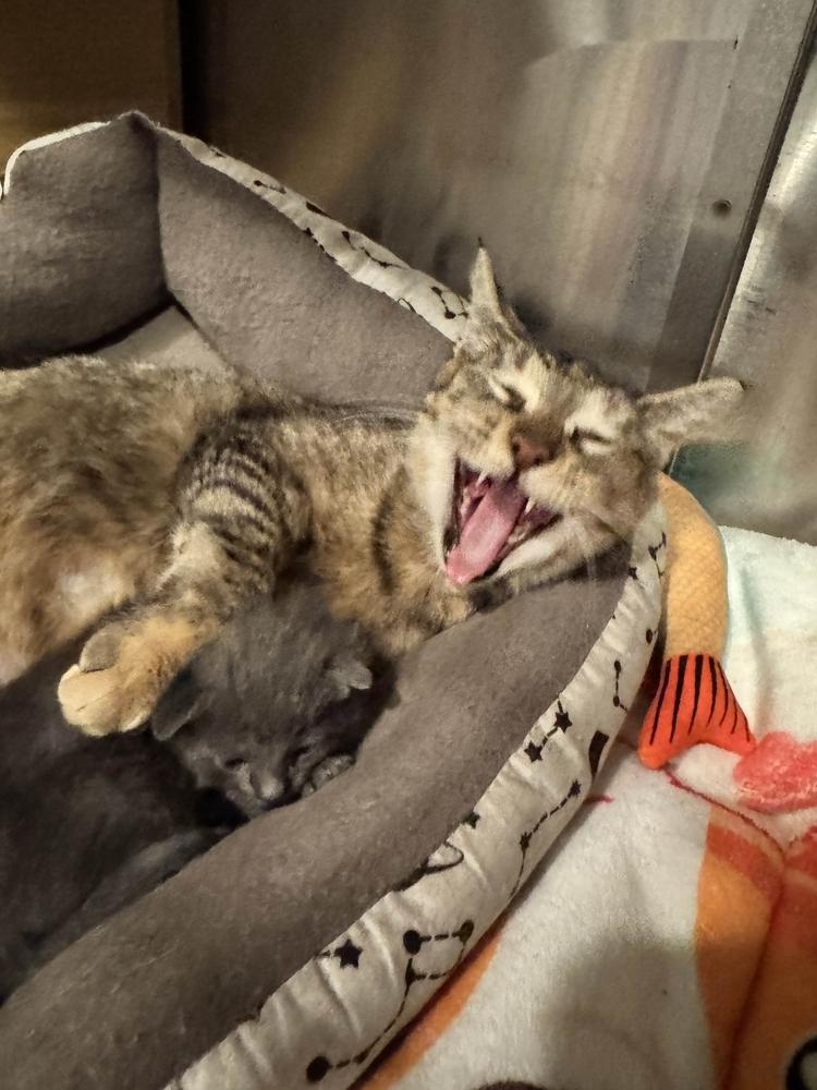 Enlarge Alley, a Adoptable mixed breed in Grand Rapids, MI image 5/6