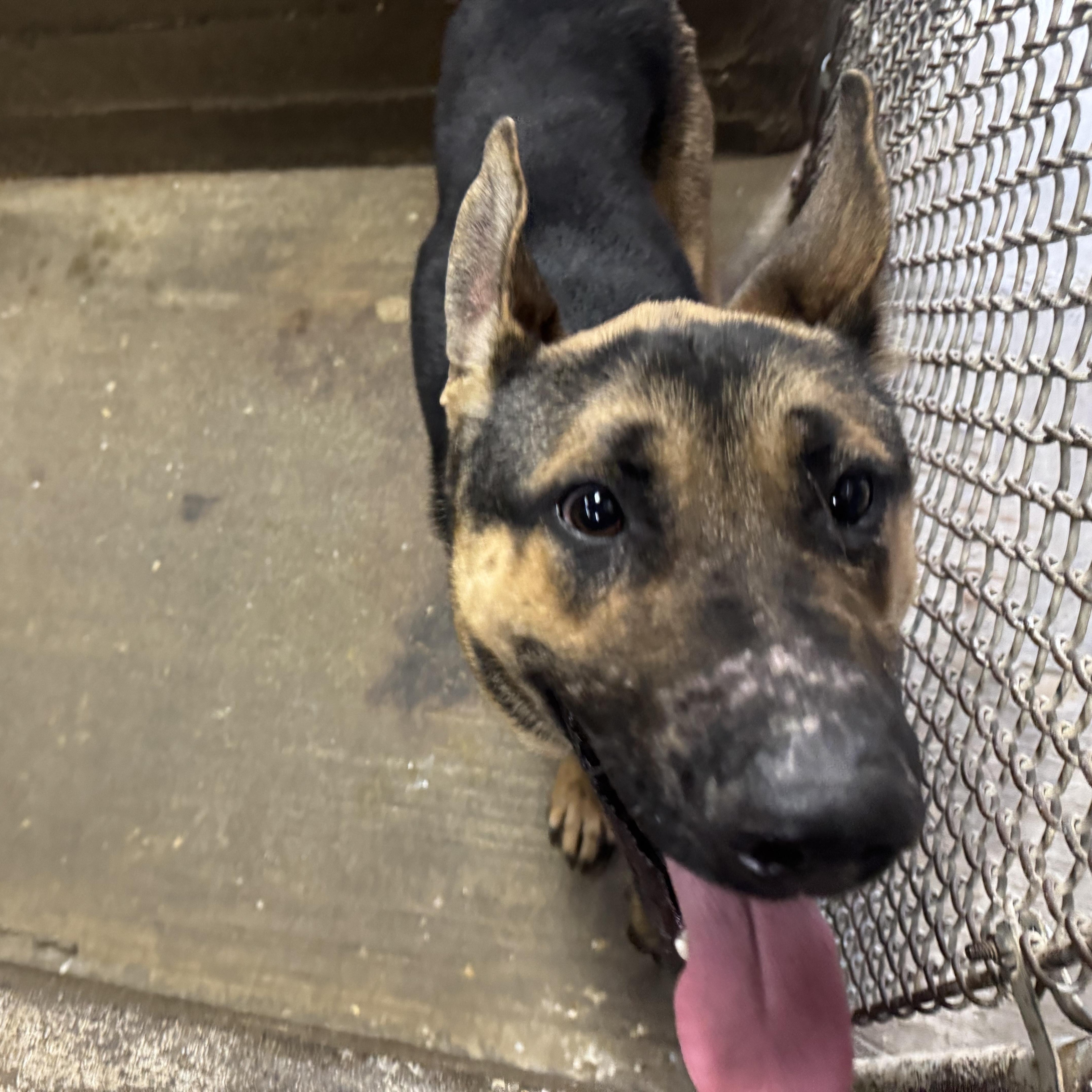 Enlarge BOLT (AVAILABLE 12/18/25), a ADOPTABLE Shepherd in Wasco, CA image 1/2