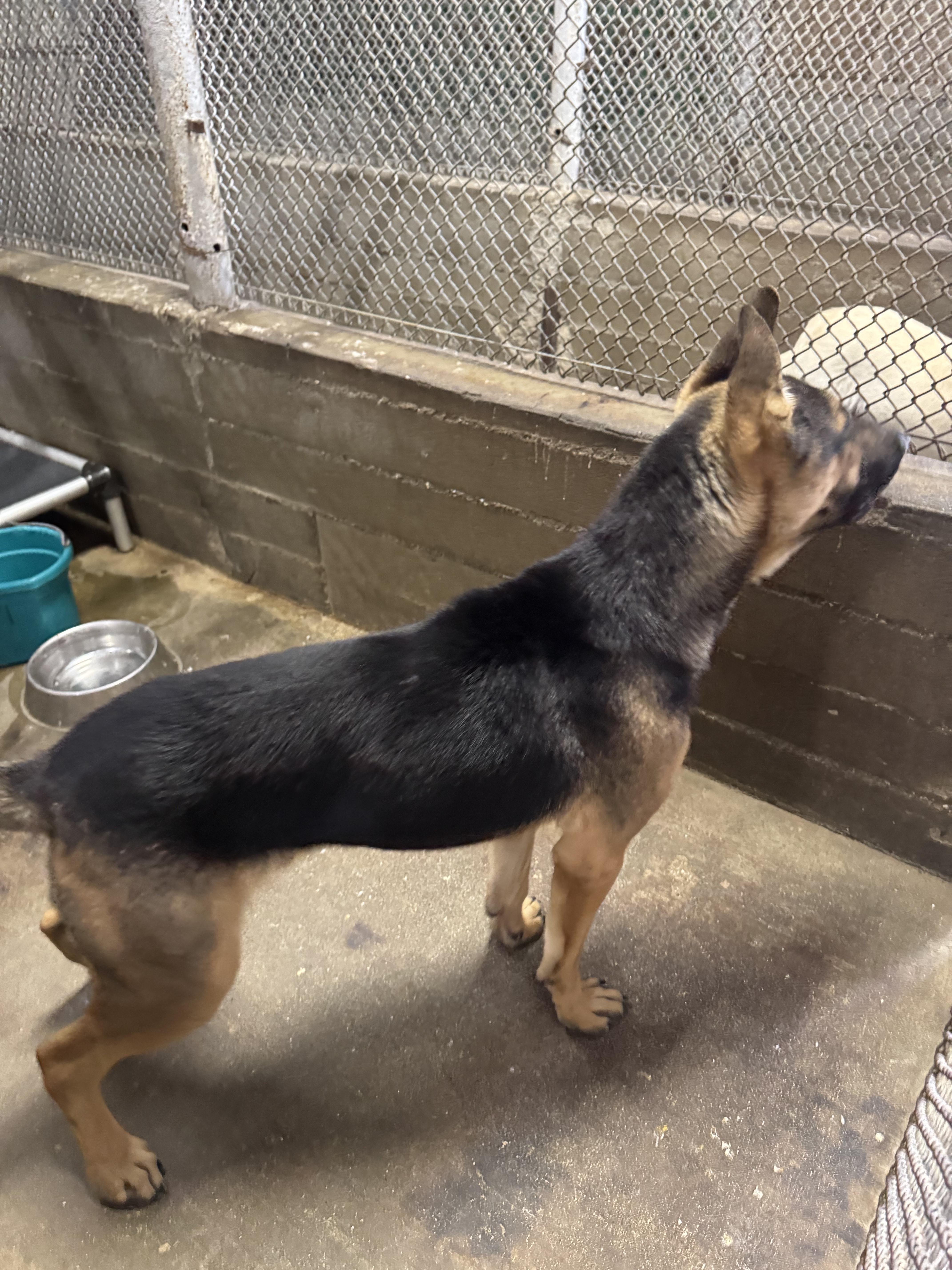 Enlarge BOLT (AVAILABLE 12/18/25), a ADOPTABLE Shepherd in Wasco, CA image 2/2