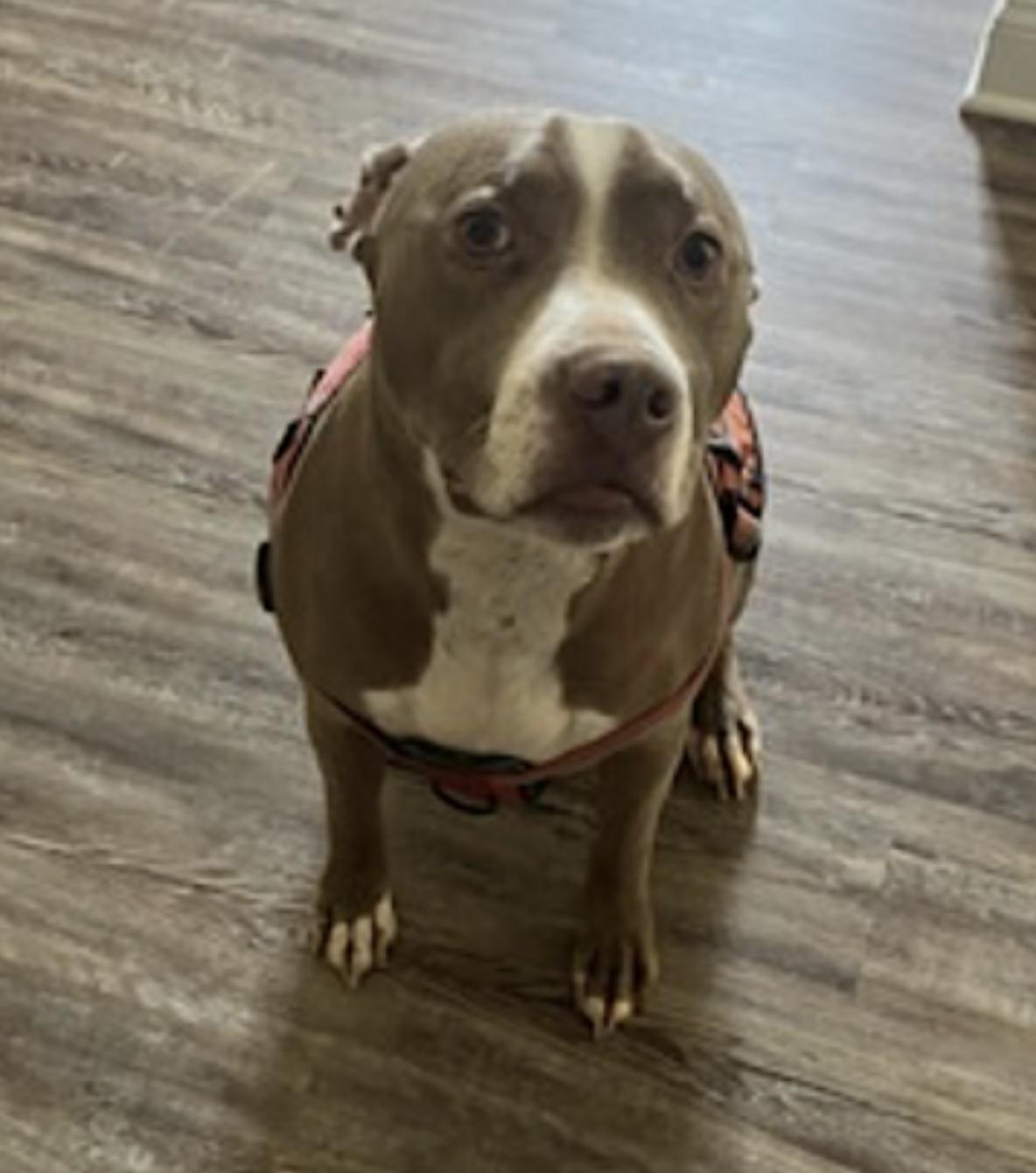 Percy J, a Adoptable Pit Bull Terrier in Louisville, KY image 5/6