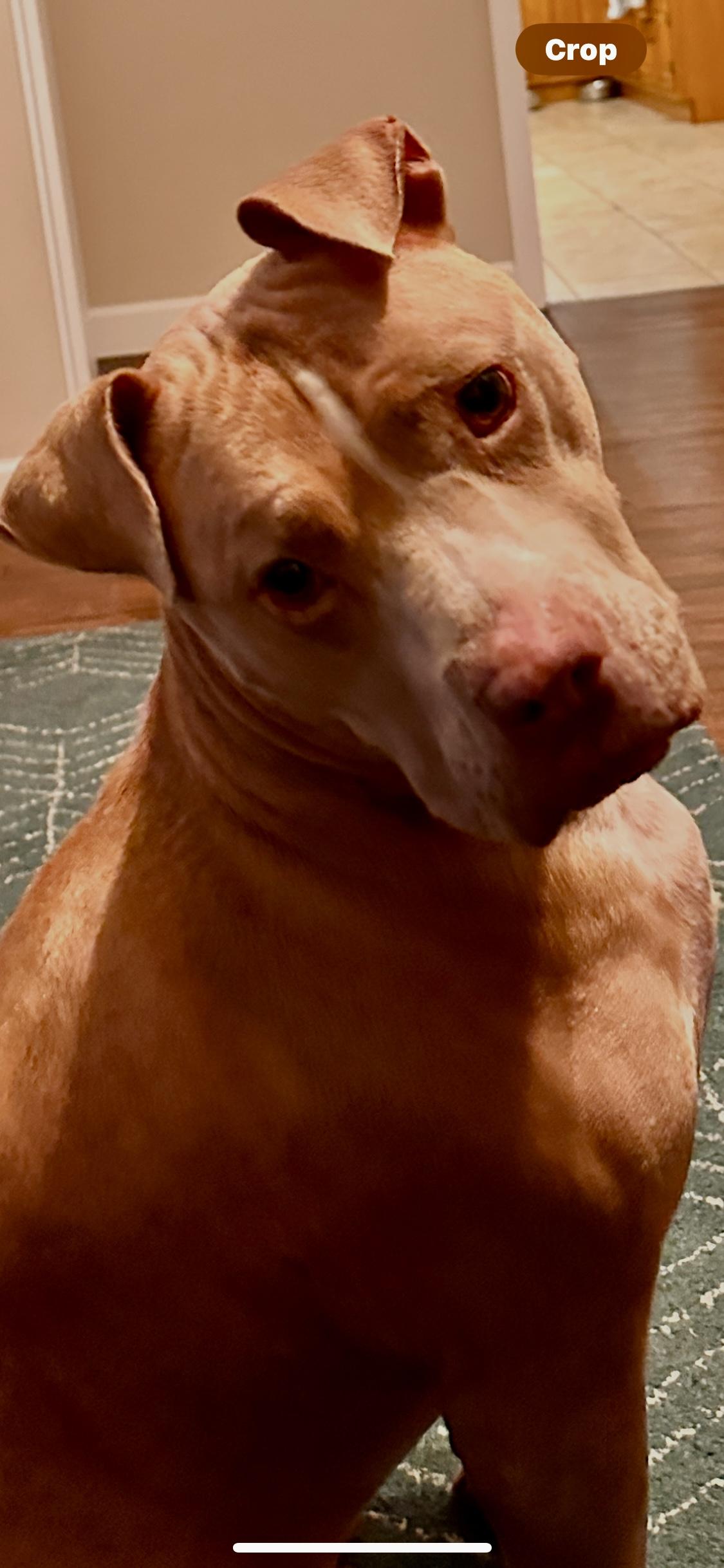 BRODY (SC), Adult Male American Bully
