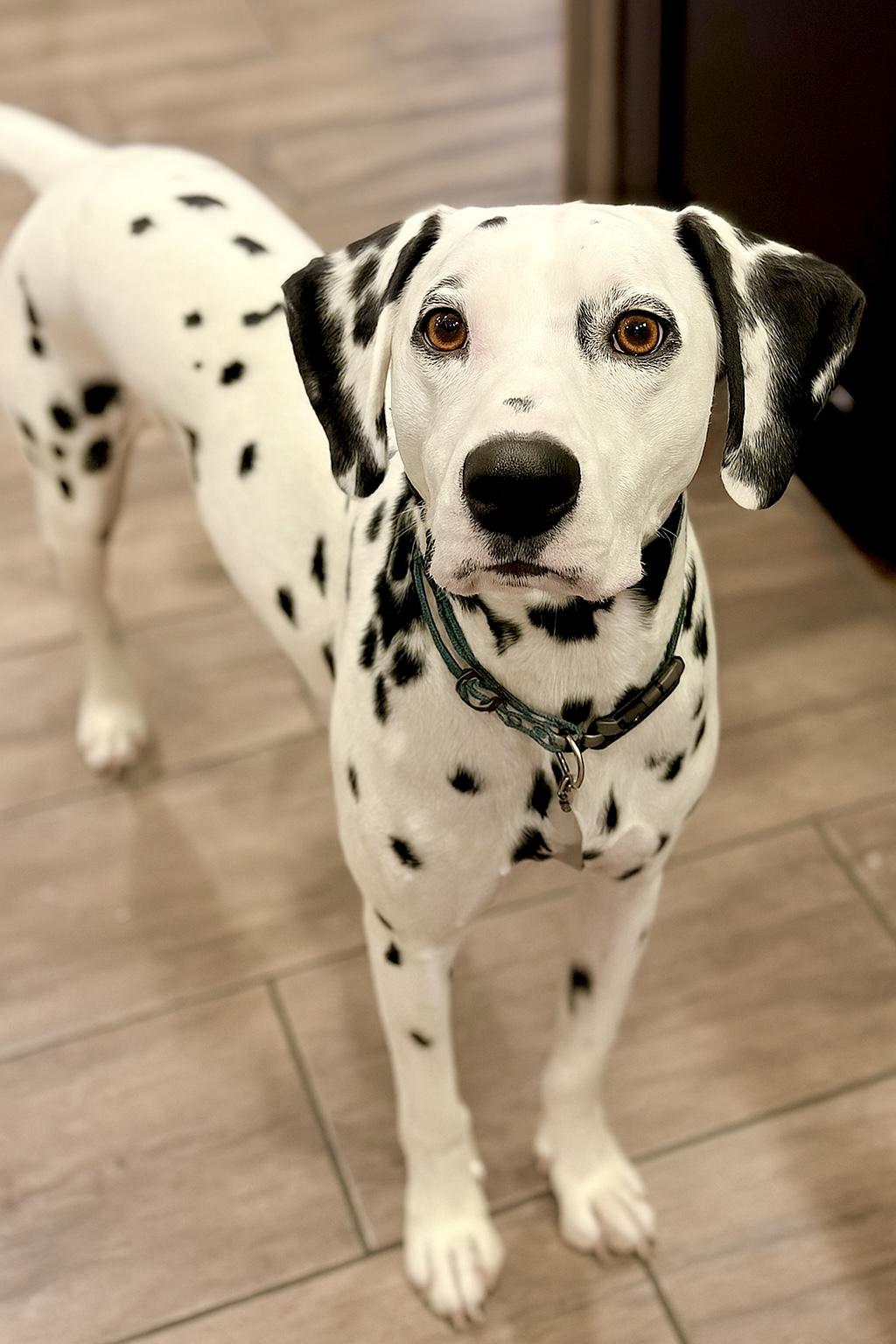 Enlarge Asher, an adopted Dalmatian in Ranger, GA image 1/5
