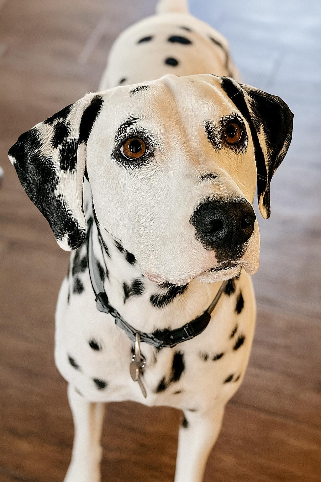 Enlarge Asher, an adopted Dalmatian in Ranger, GA image 2/5