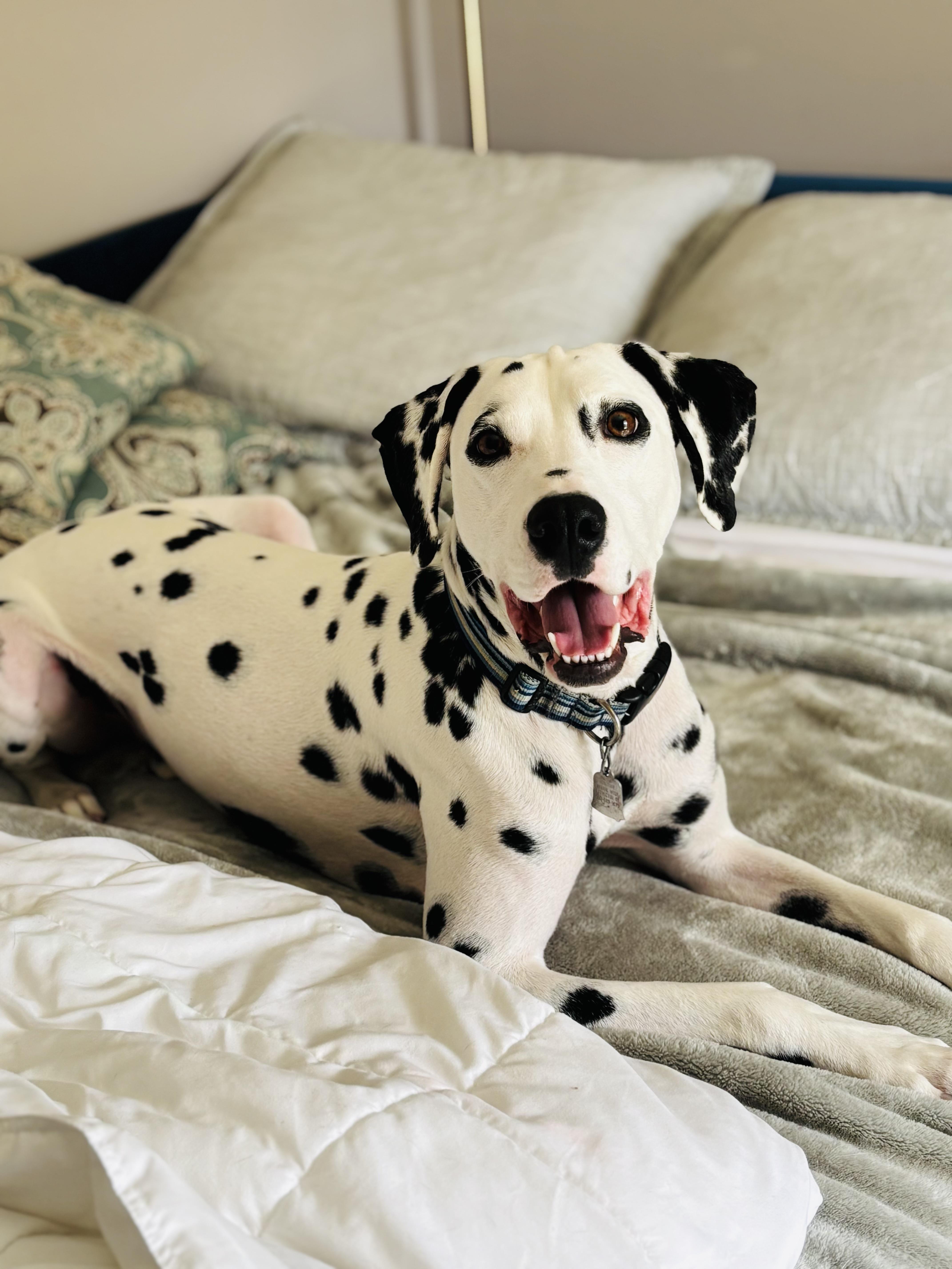Enlarge Asher, an adopted Dalmatian in Ranger, GA image 3/5