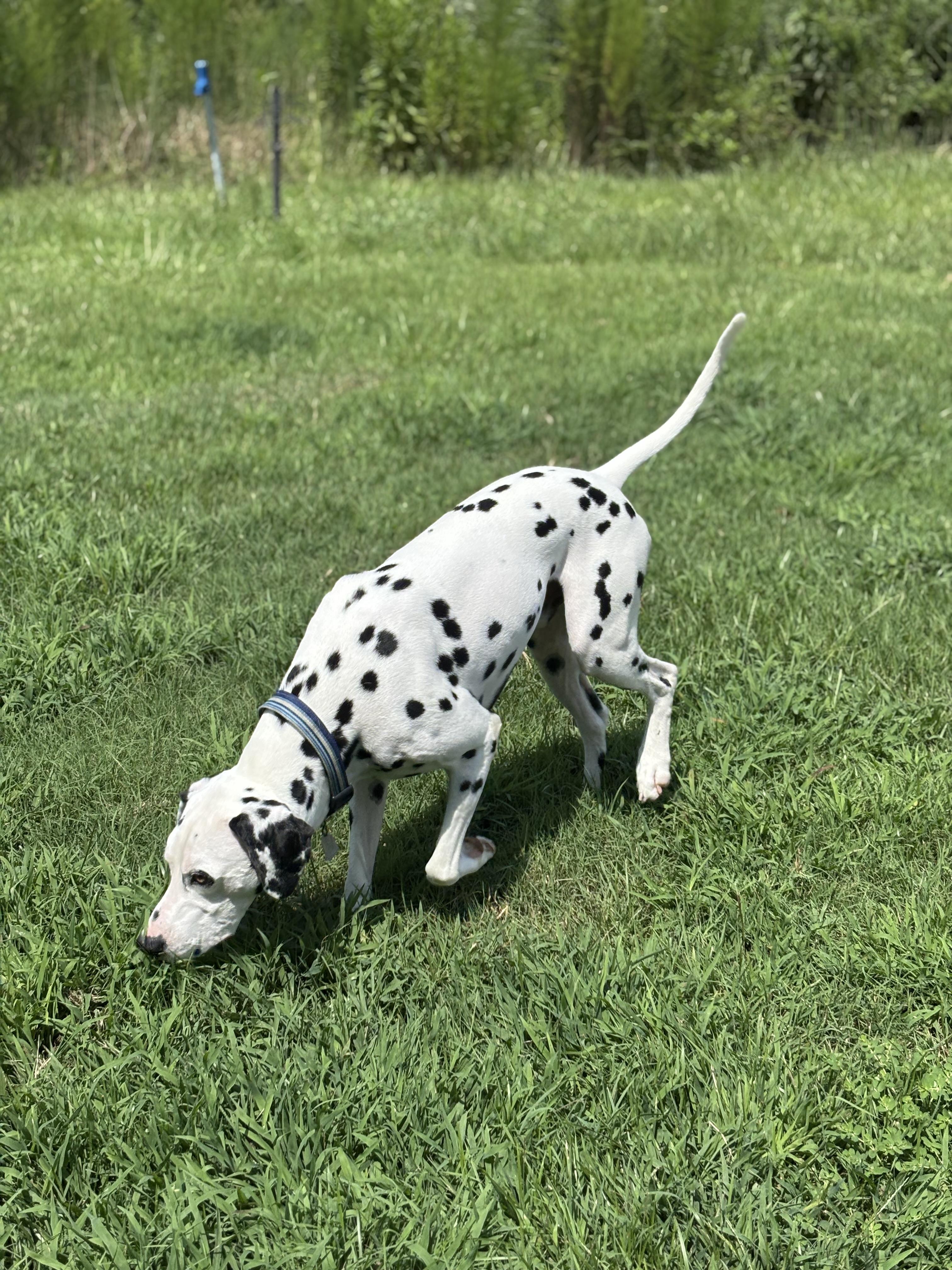 Enlarge Asher, an adopted Dalmatian in Ranger, GA image 4/5