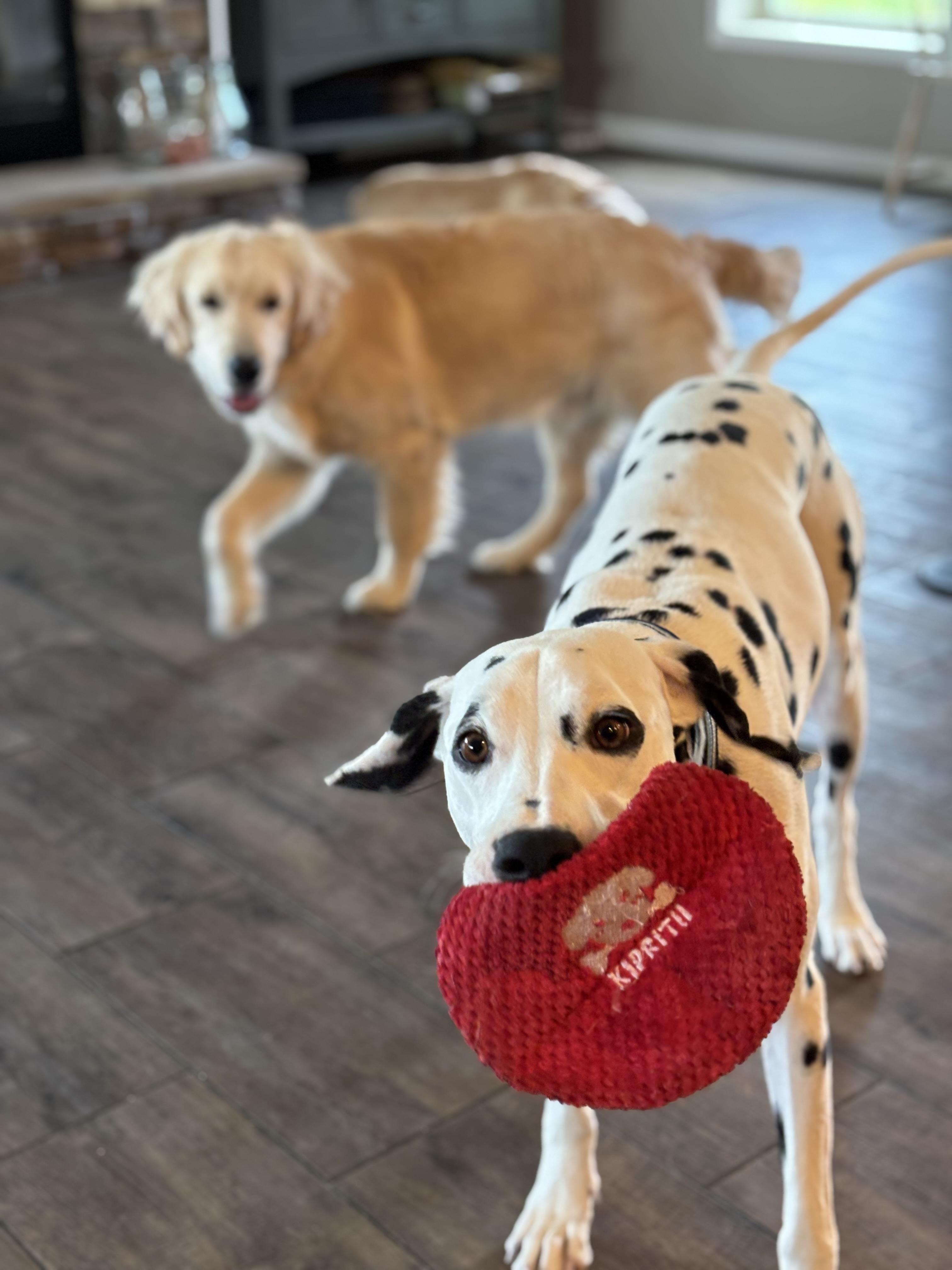 Enlarge Asher, an adopted Dalmatian in Ranger, GA image 5/5