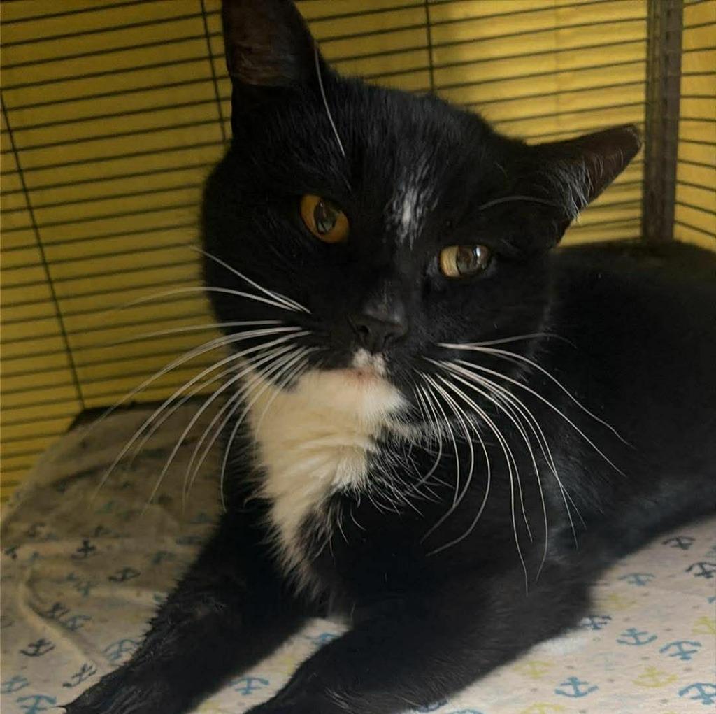 Enlarge Matilda, a Adoptable mixed breed in Hamilton, OH image 1/1