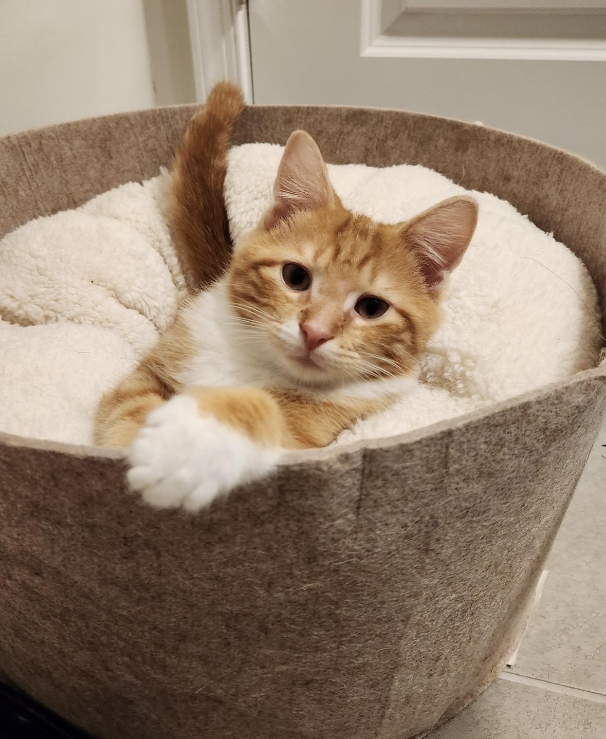 Enlarge Theodore, an adopted Domestic Short Hair in Beltsville, MD image 3/6