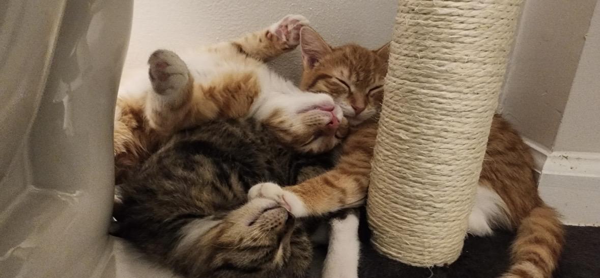 Enlarge Theodore, an adopted Domestic Short Hair in Beltsville, MD image 5/6