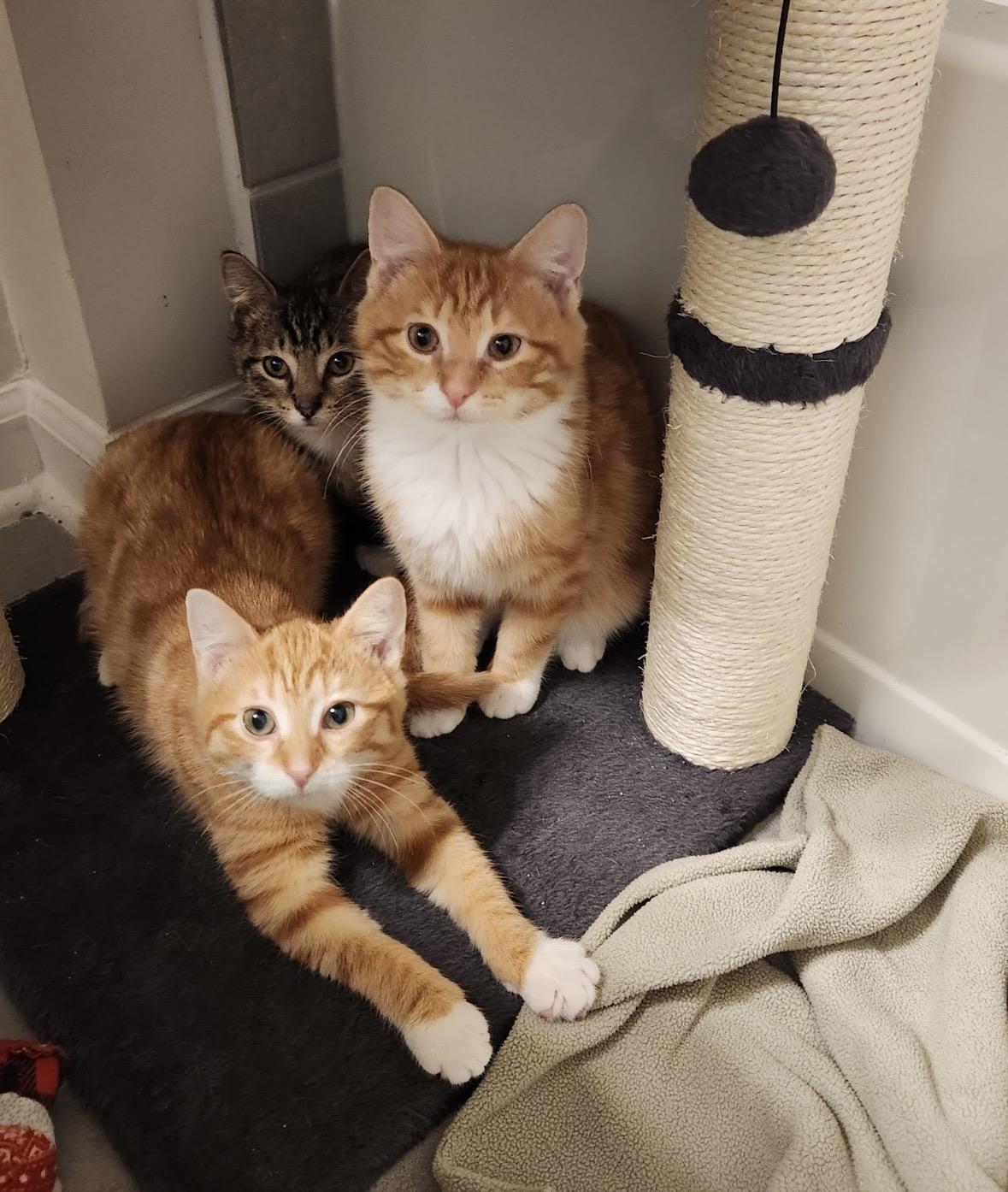 Enlarge Theodore, an adopted Domestic Short Hair in Beltsville, MD image 6/6