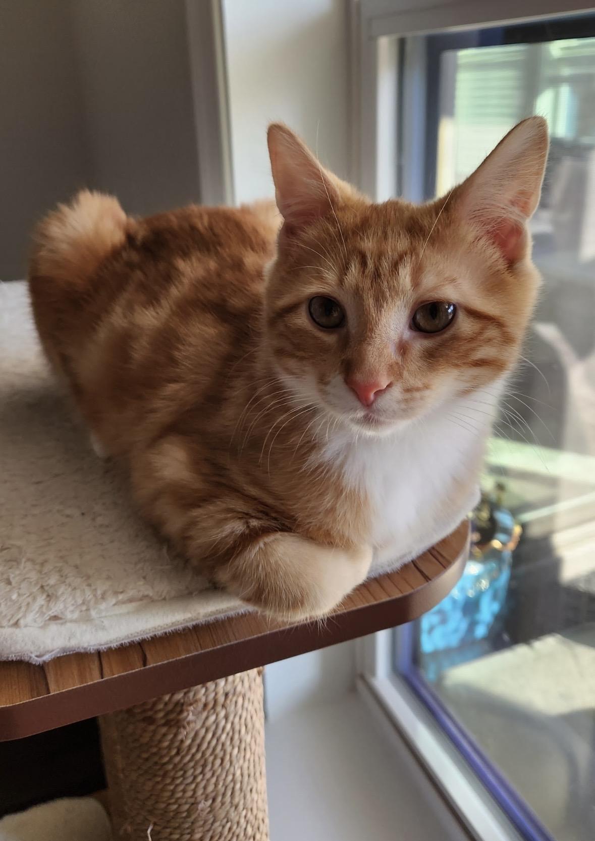 Theodore, adopted, Kitten Male Domestic Short Hair.