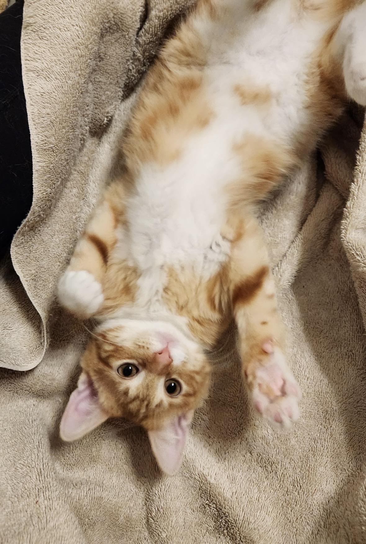 Enlarge Theodore, an adopted Domestic Short Hair in Beltsville, MD image 4/6