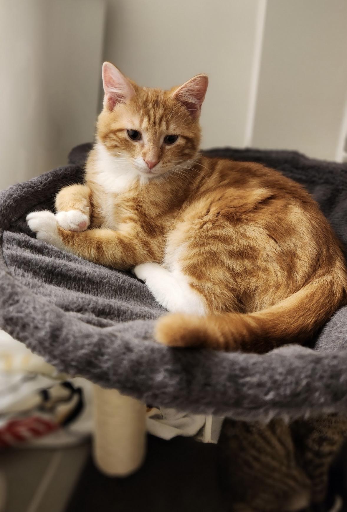 Enlarge Theodore, an adopted Domestic Short Hair in Beltsville, MD image 2/6