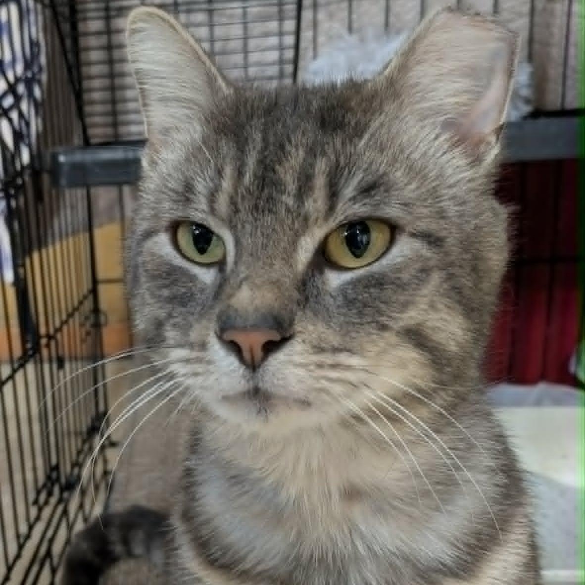 Enlarge Gravy, a ADOPTABLE Domestic Short Hair in Eugene, OR image 1/2