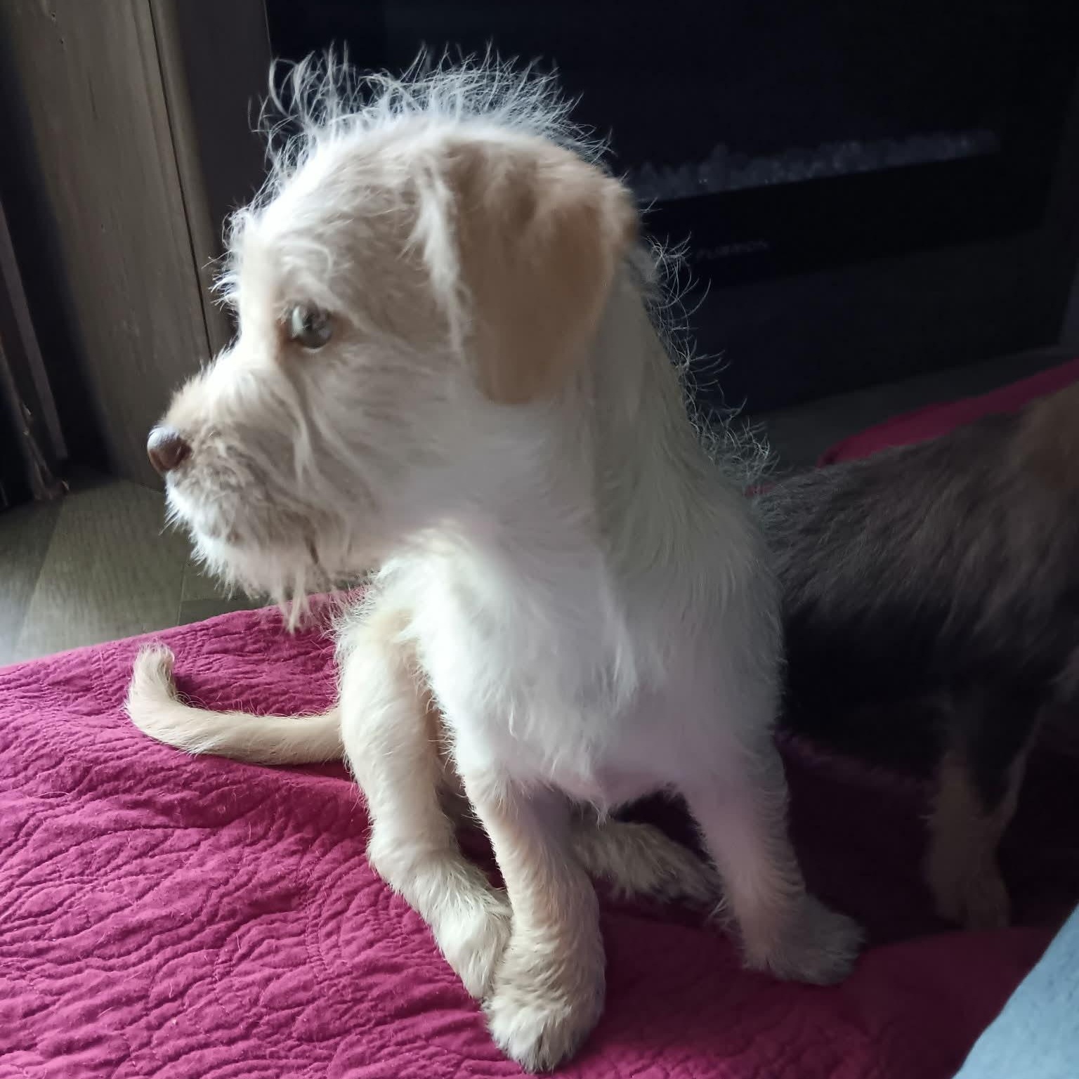 Enlarge Jack, an adopted mixed breed in Dunnellon, FL image 2/2