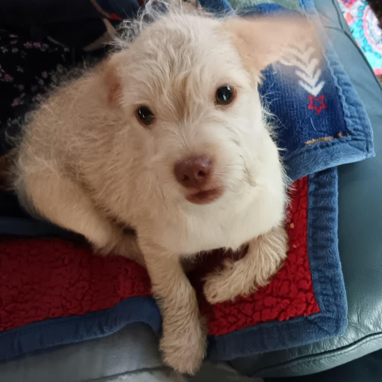 Jack, adopted, Puppy Male Miniature Poodle & Chihuahua.