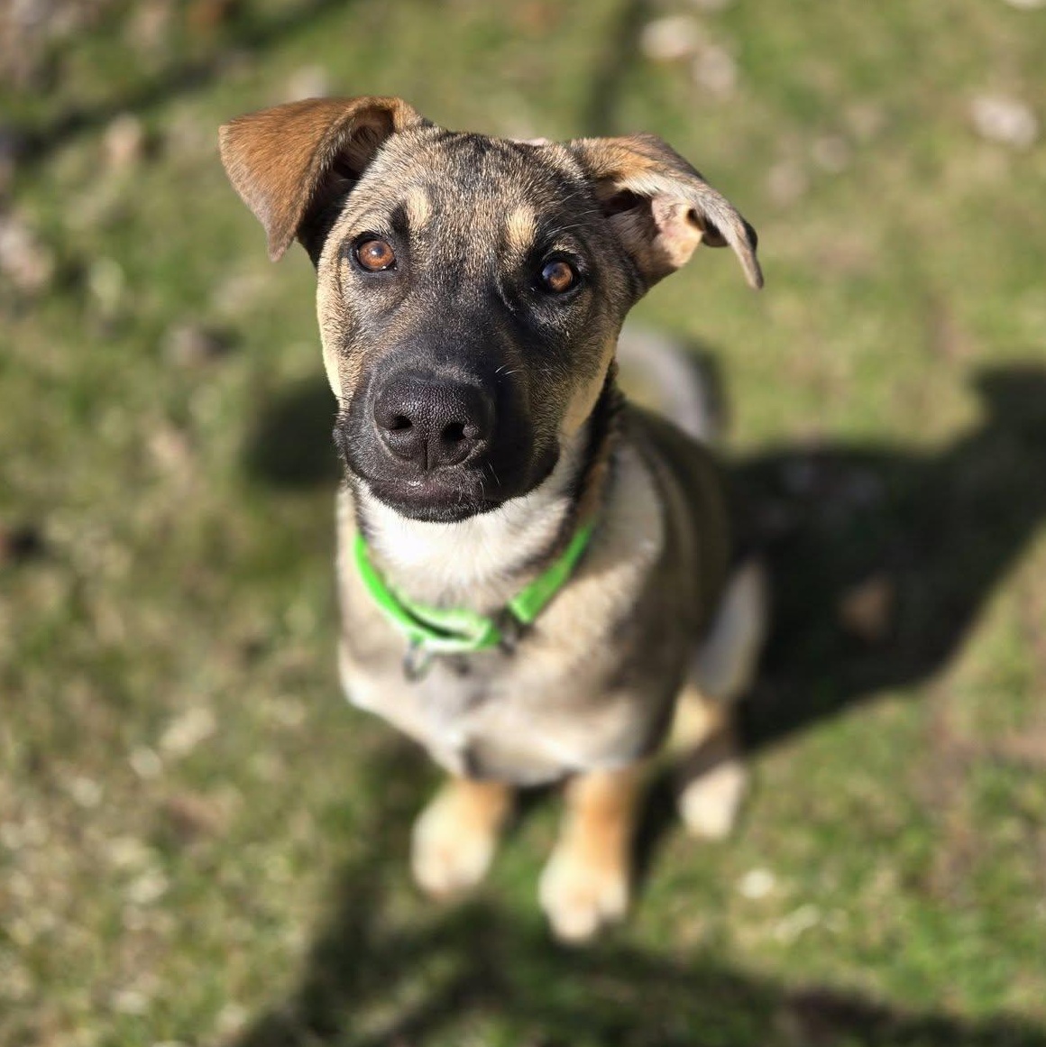 Waff, ADOPTABLE, Young Male German Shepherd Dog.