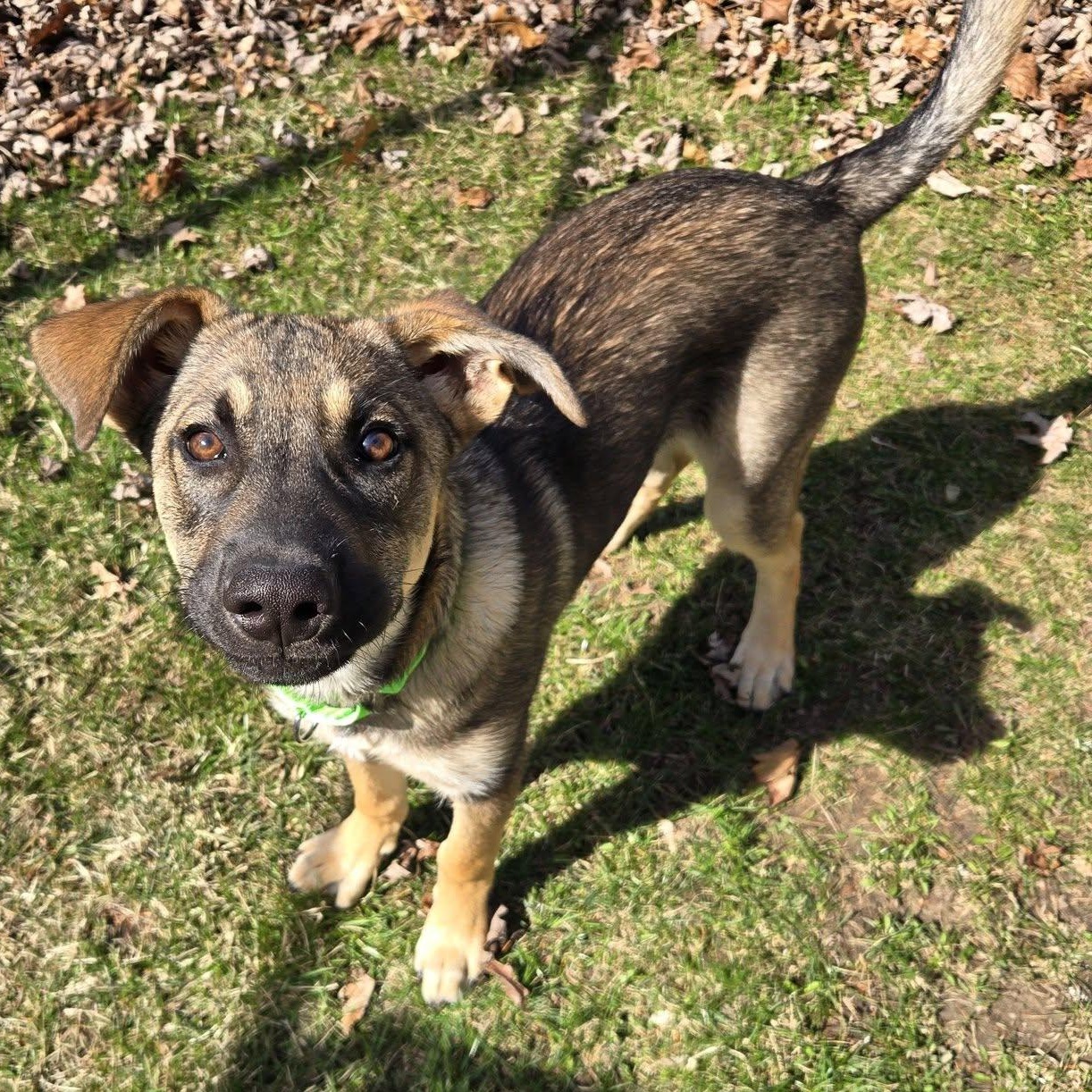Enlarge Waff, a ADOPTABLE mixed breed in Racine, WI image 2/3