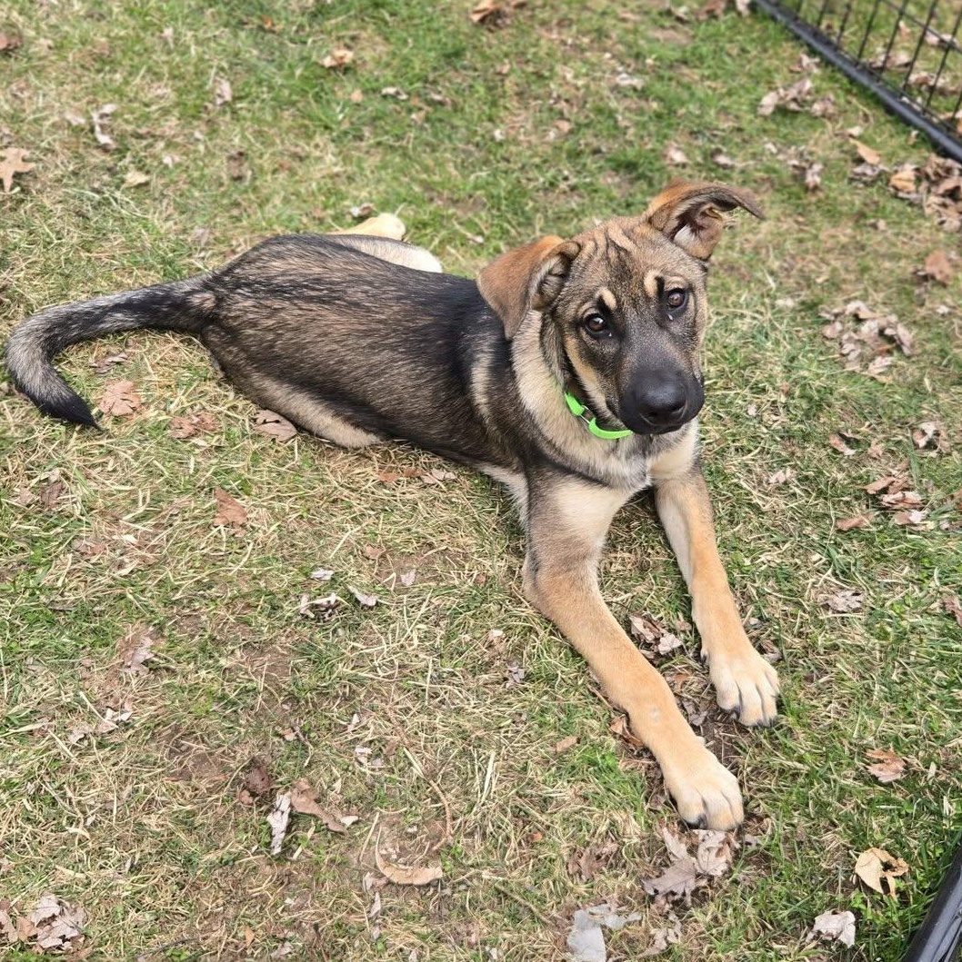 Enlarge Waff, a ADOPTABLE mixed breed in Racine, WI image 3/3