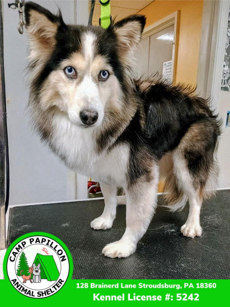 Enlarge Selene, a Adoptable mixed breed in Stroudsburg, PA image 2/2