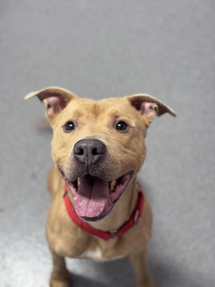 Gambit — thumbnail 2