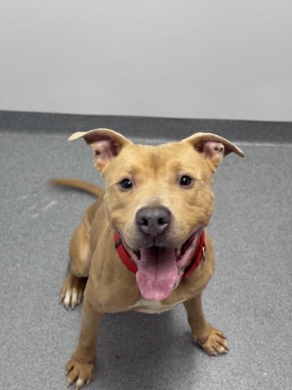 Gambit — thumbnail 3