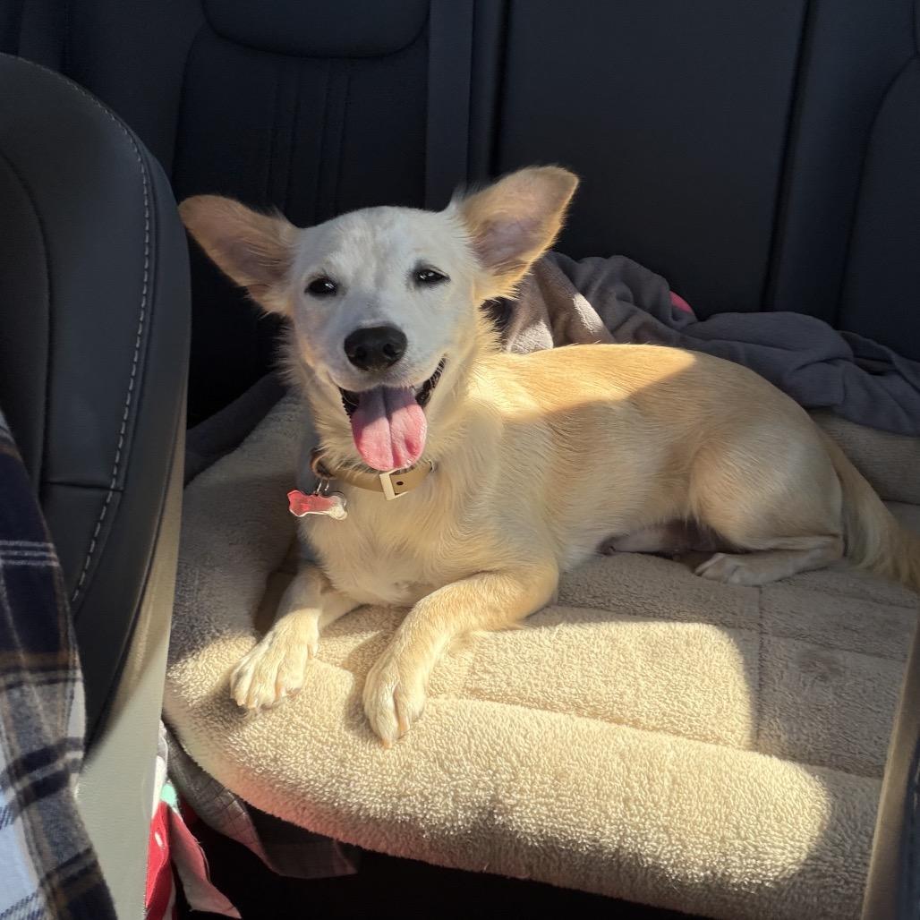 Lupa, Adoptable, Adult Female Cocker Spaniel & Corgi.