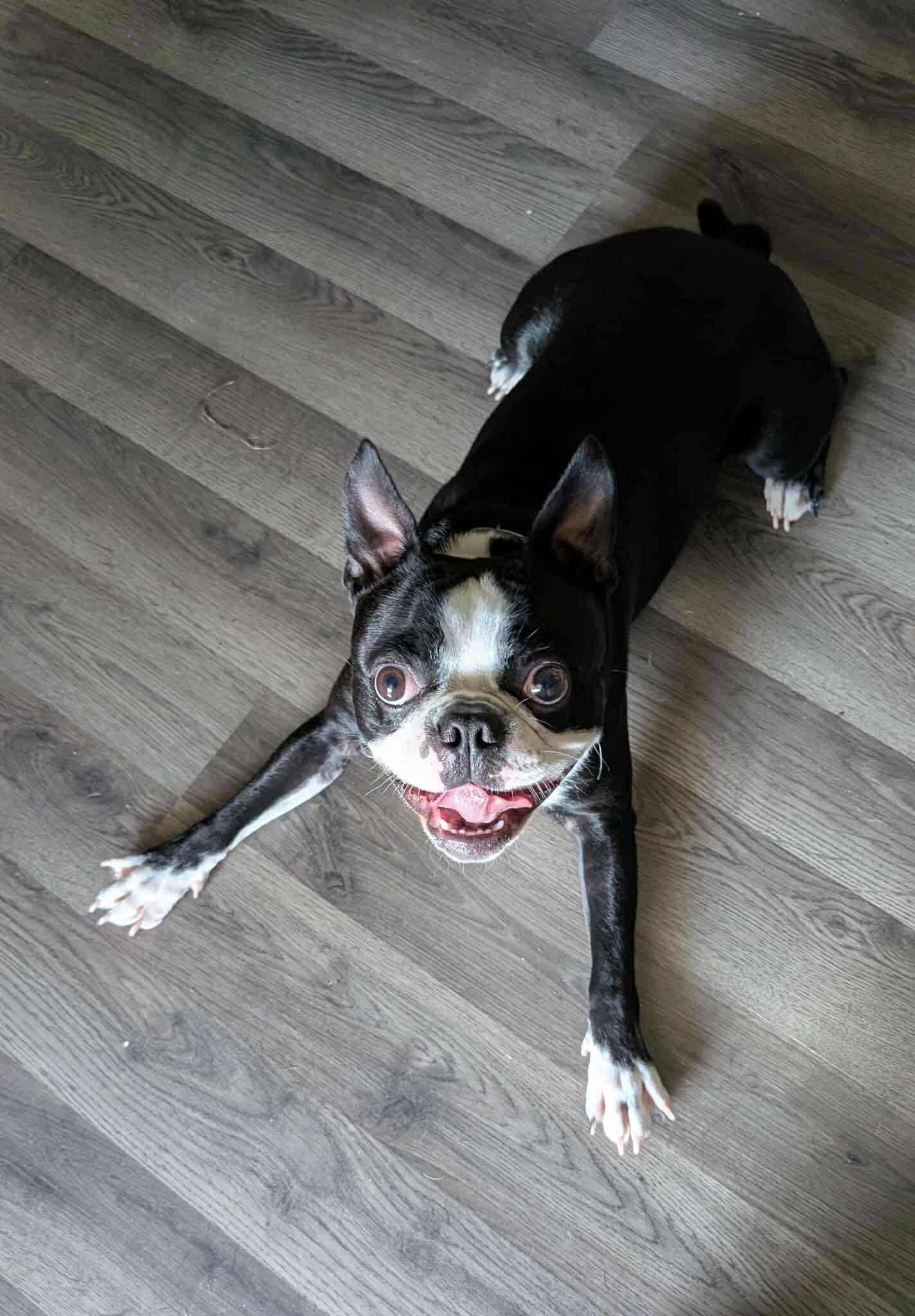 Enlarge Ozzy, an adopted Boston Terrier in Mount Morris, MI image 1/5